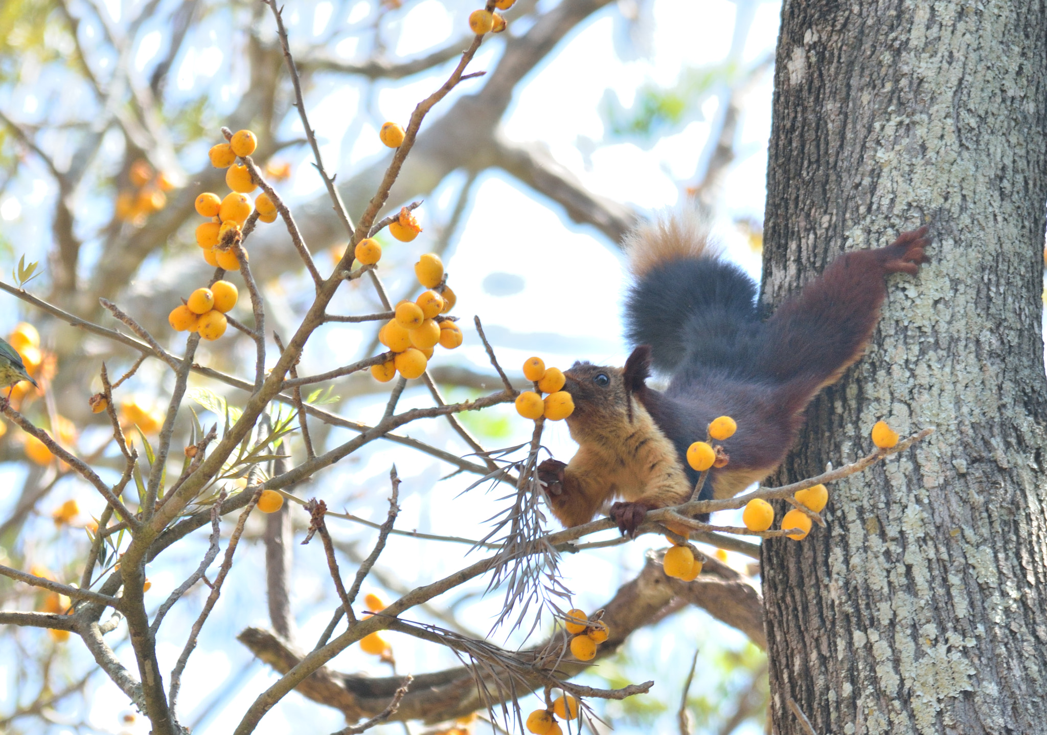 Sigma 150-500mm F5-6.3 DG OS HSM sample photo. Malabar giant squirrel photography