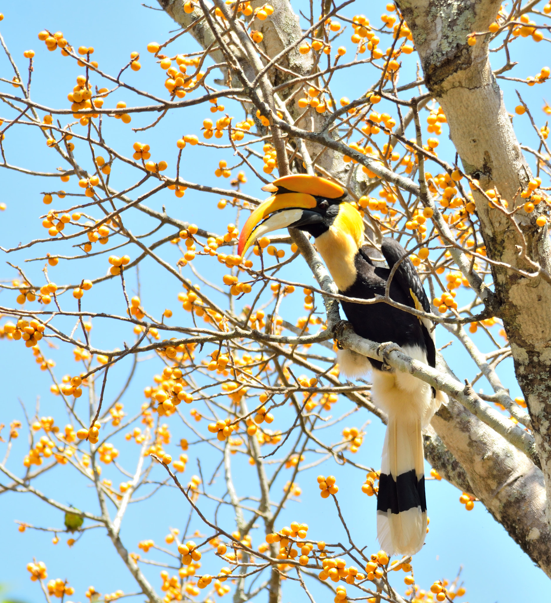 Nikon D7000 + Sigma 150-500mm F5-6.3 DG OS HSM sample photo. Great indian hornbill photography