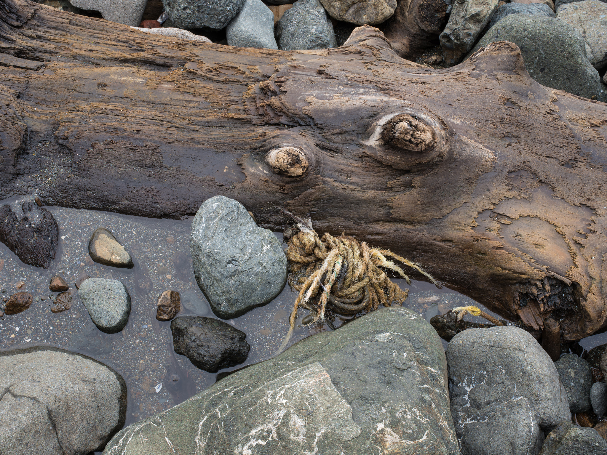 Pentax 645Z sample photo. Driftwood, china beach #02 photography