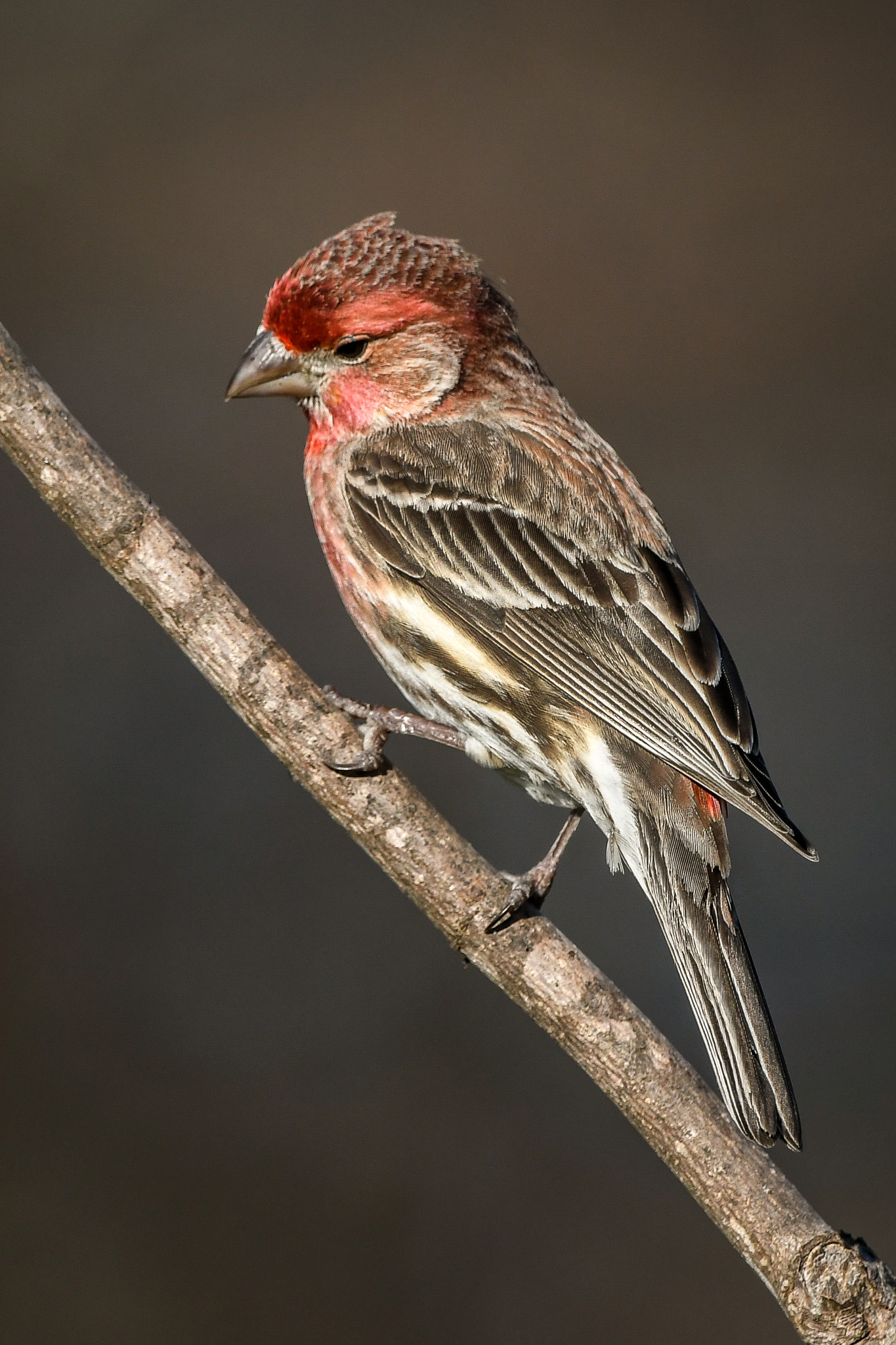 Nikon AF-S Nikkor 200-400mm F4G ED-IF VR sample photo. House finch thinking it over. photography