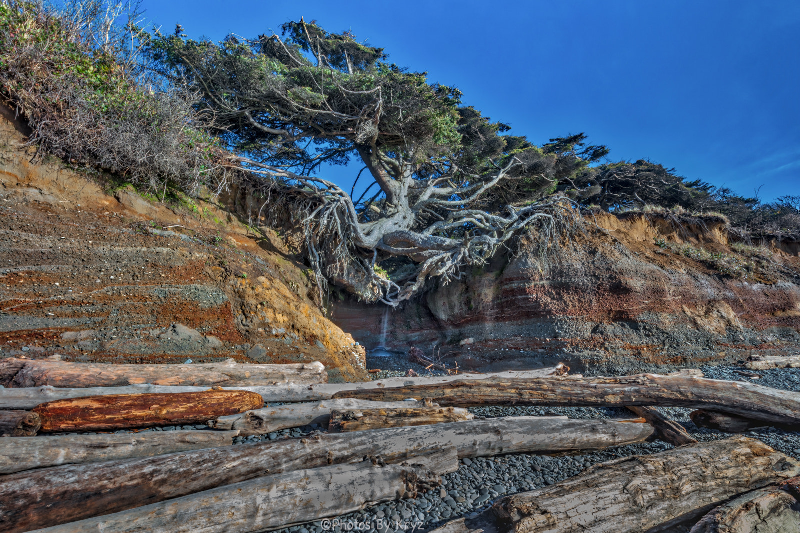 Canon EF 16-35mm F2.8L II USM sample photo. Tree of life part 3 photography