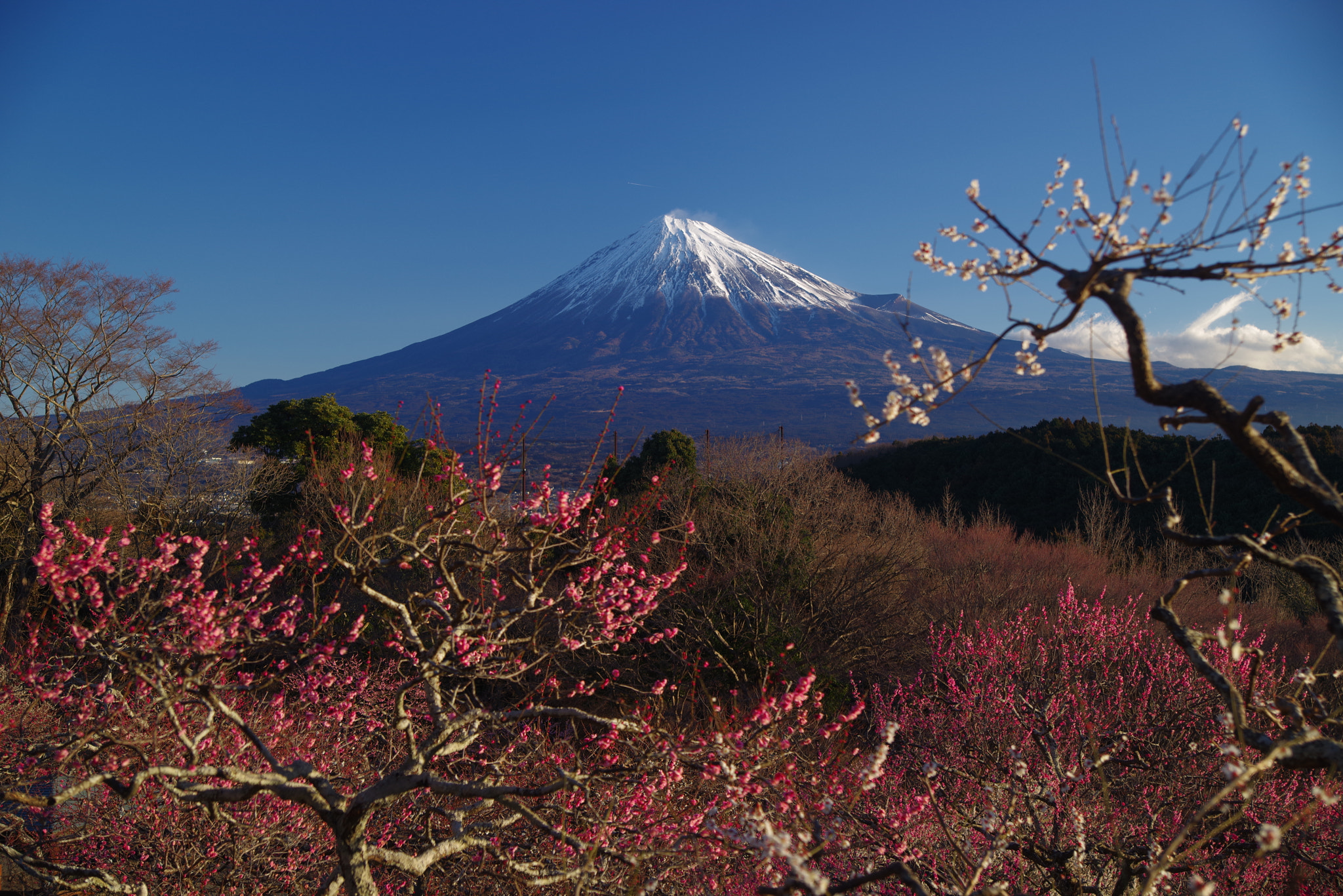 Pentax K-1 sample photo. Mt.fuji and japaneseapricot photography