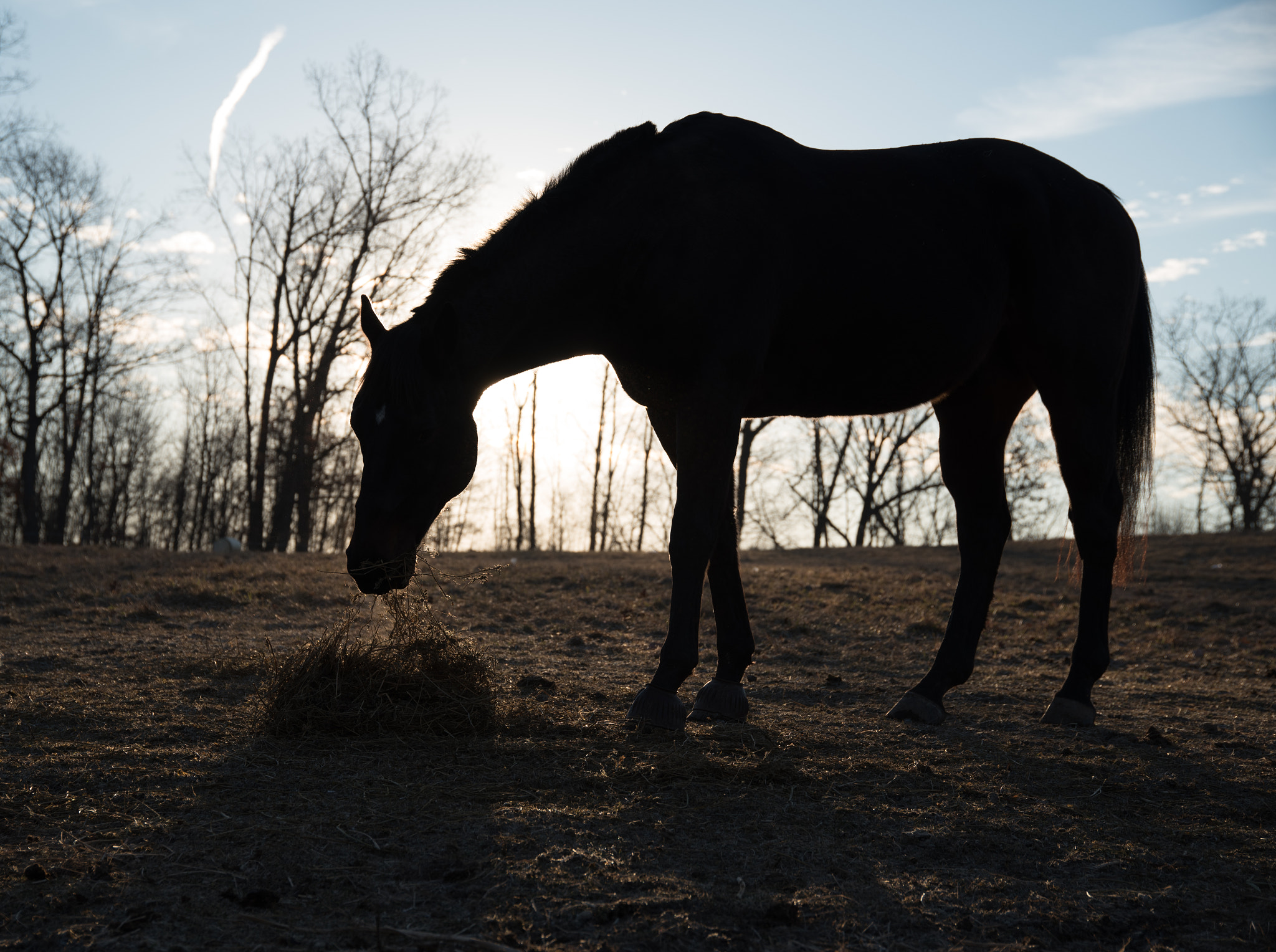 Nikon D750 sample photo. February photography