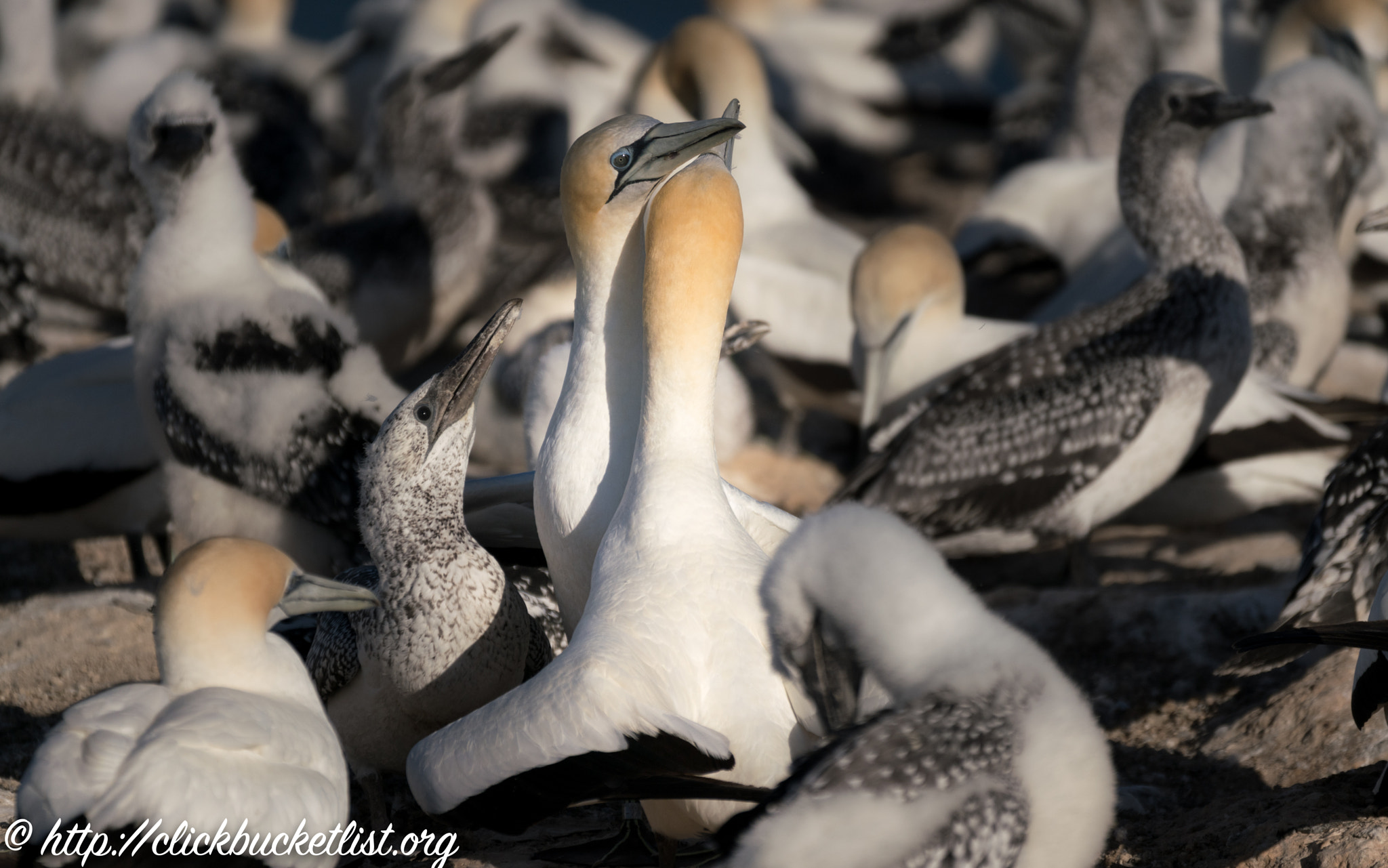 Sony 70-300mm F4.5-5.6 G SSM sample photo. Courting gannets photography