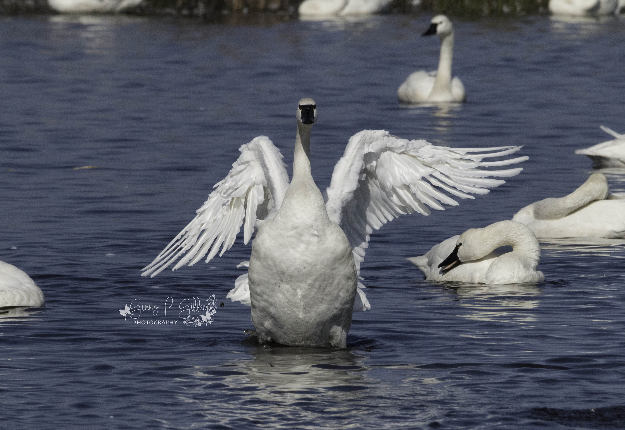 150-600mm F5-6.3 DG OS HSM | Contemporary 015 sample photo. He went that way photography