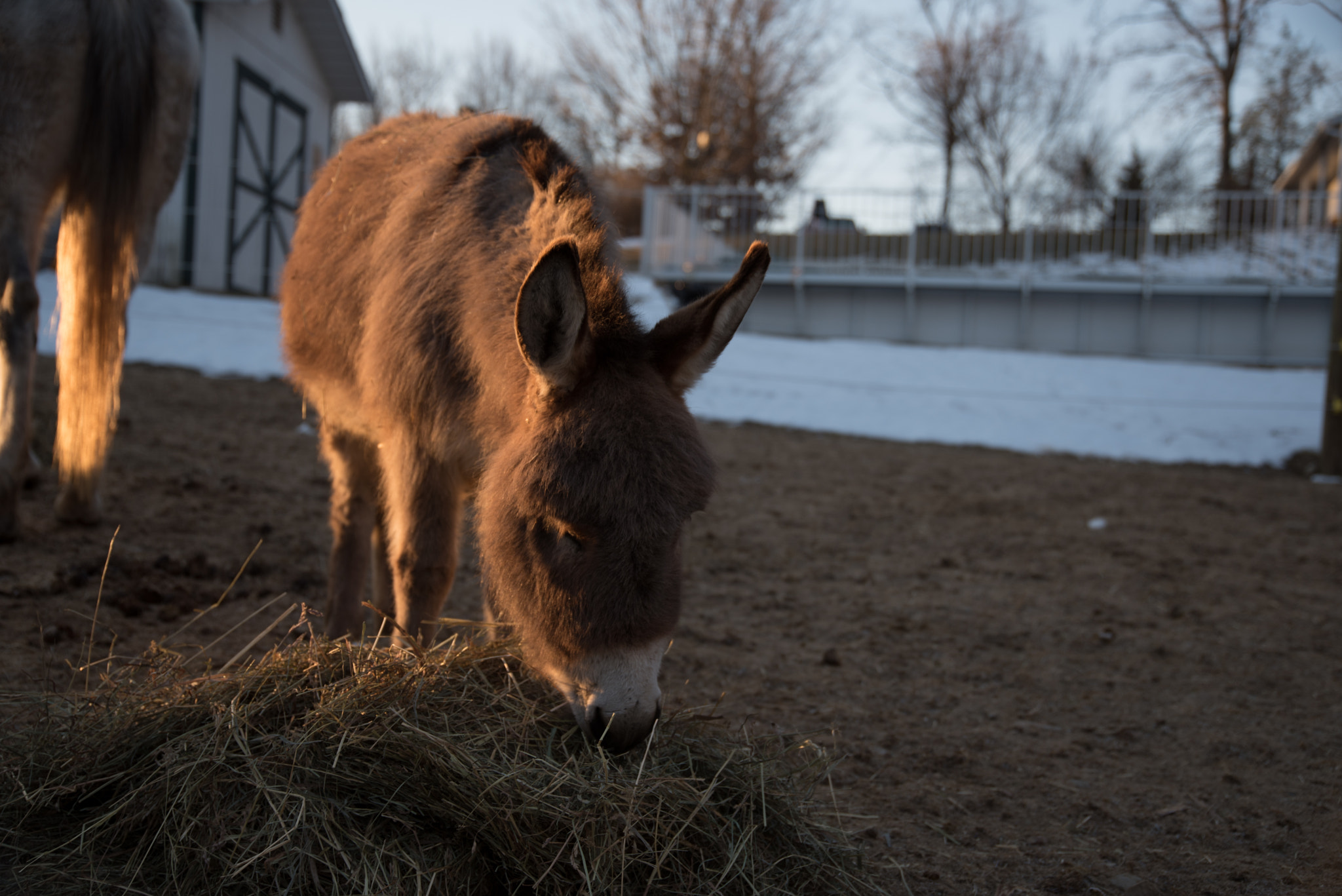 Nikon D750 + Sigma 24-105mm F4 DG OS HSM Art sample photo. February photography