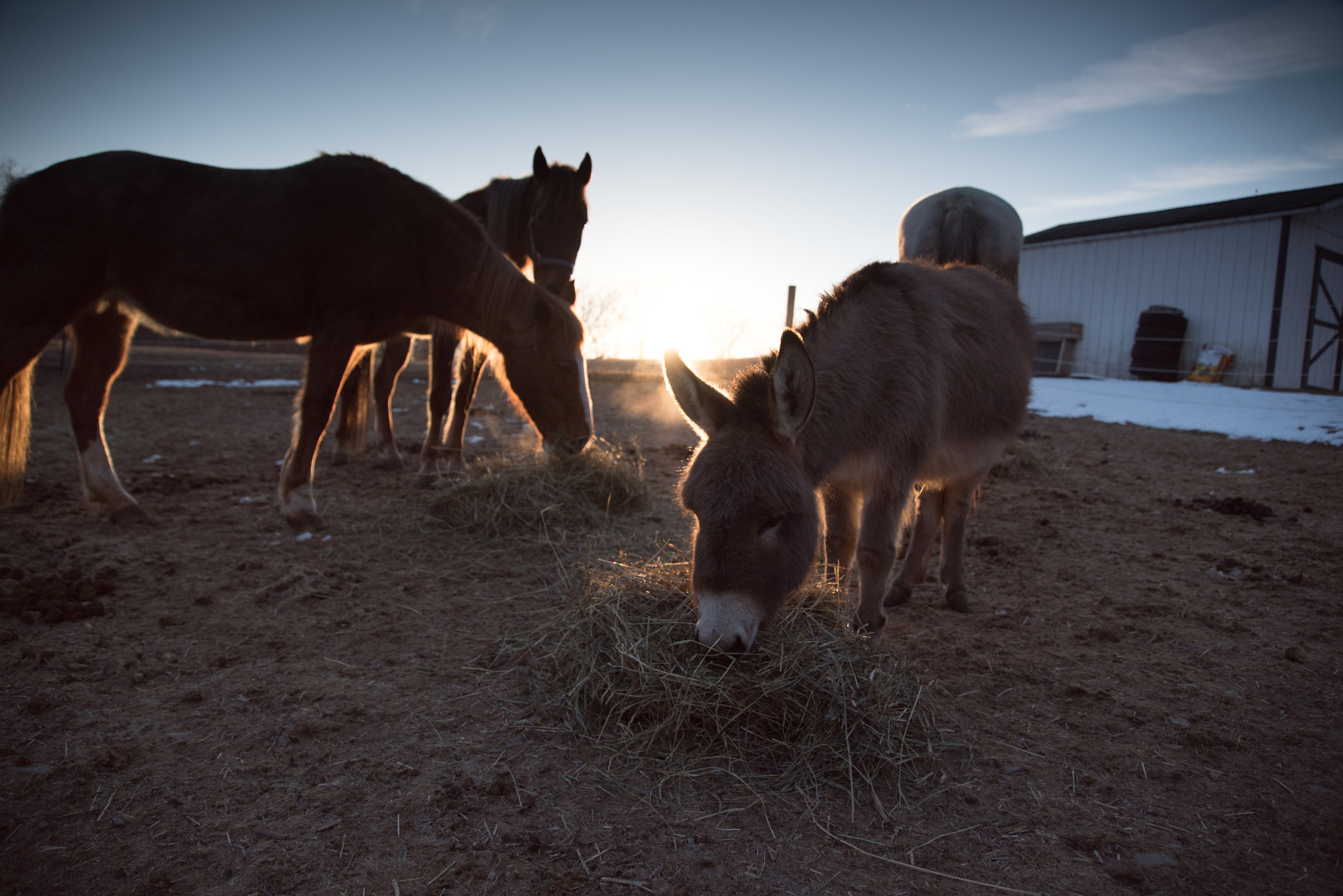 Nikon D750 sample photo. February photography