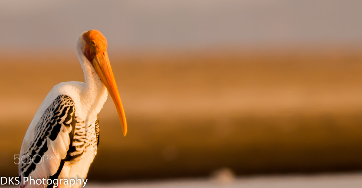 Sigma 150-600mm F5-6.3 DG OS HSM | C sample photo. Painted stork photography