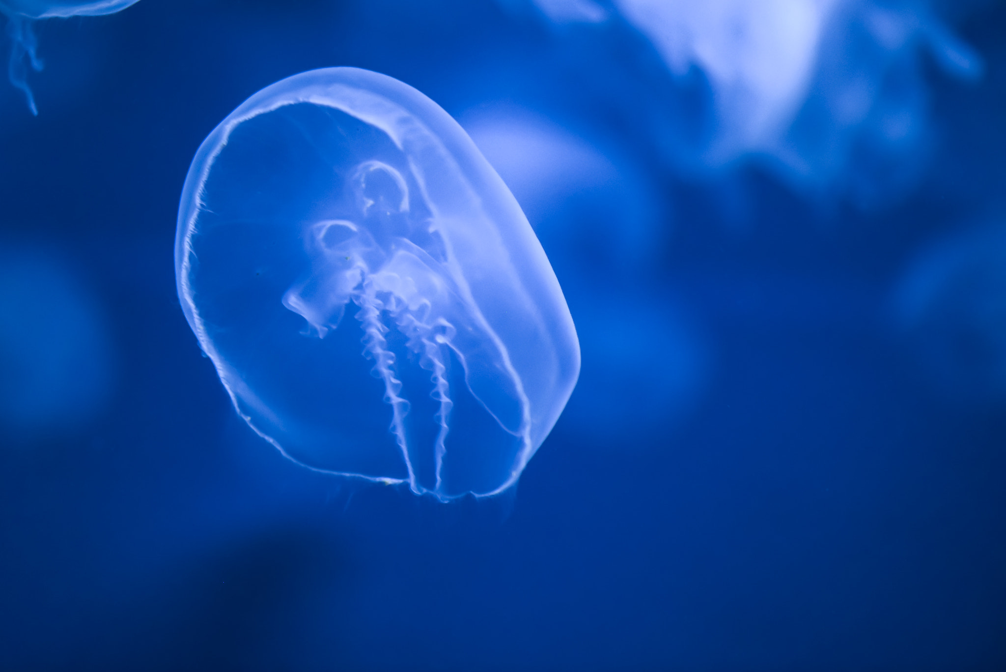 Nikon AF-S Micro-Nikkor 105mm F2.8G IF-ED VR sample photo. My little blue photography