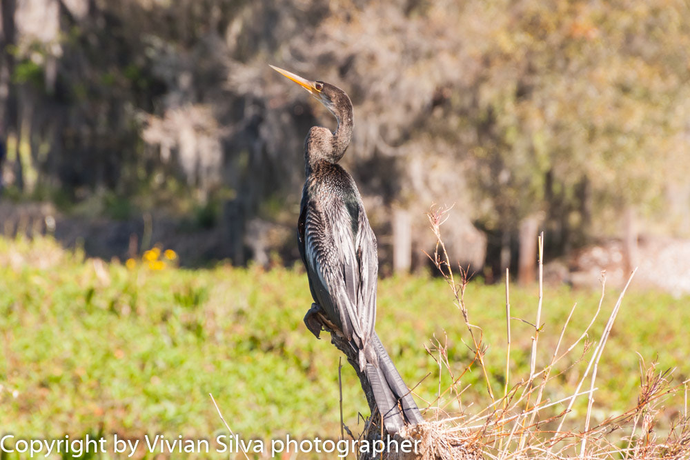 Canon EOS 40D sample photo. Ahninga bird photography