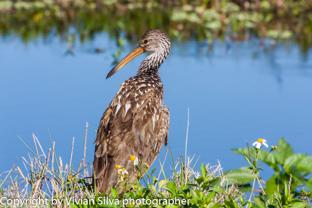 Canon EOS 40D sample photo. Limpkin bird photography