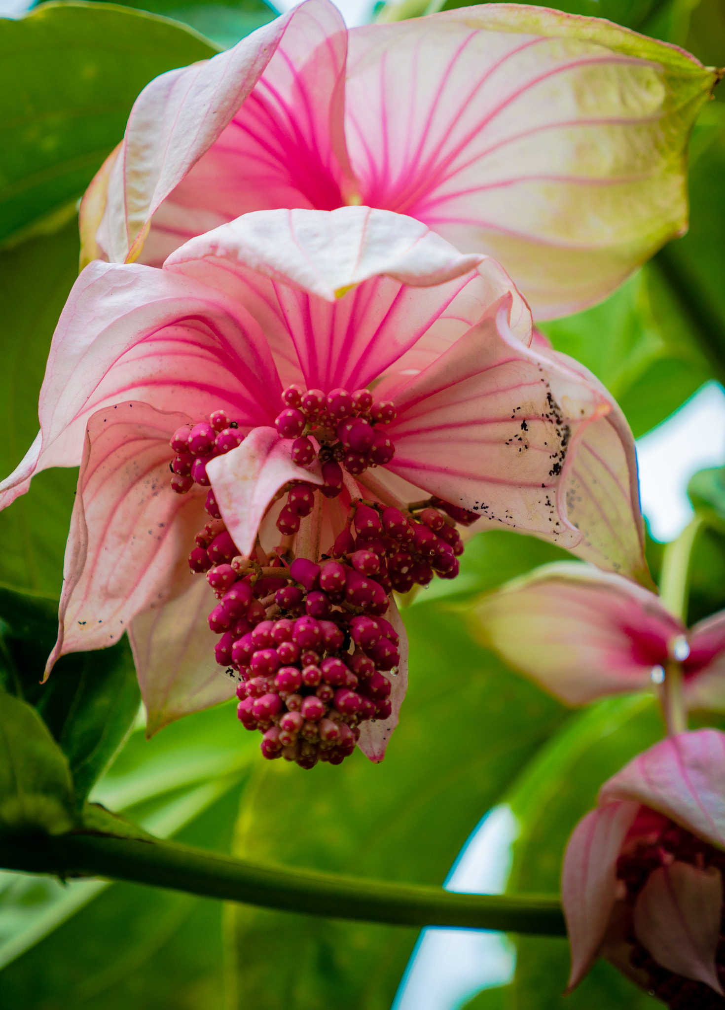 Panasonic Lumix G X Vario 12-35mm F2.8 ASPH Power OIS sample photo. Singapore photography
