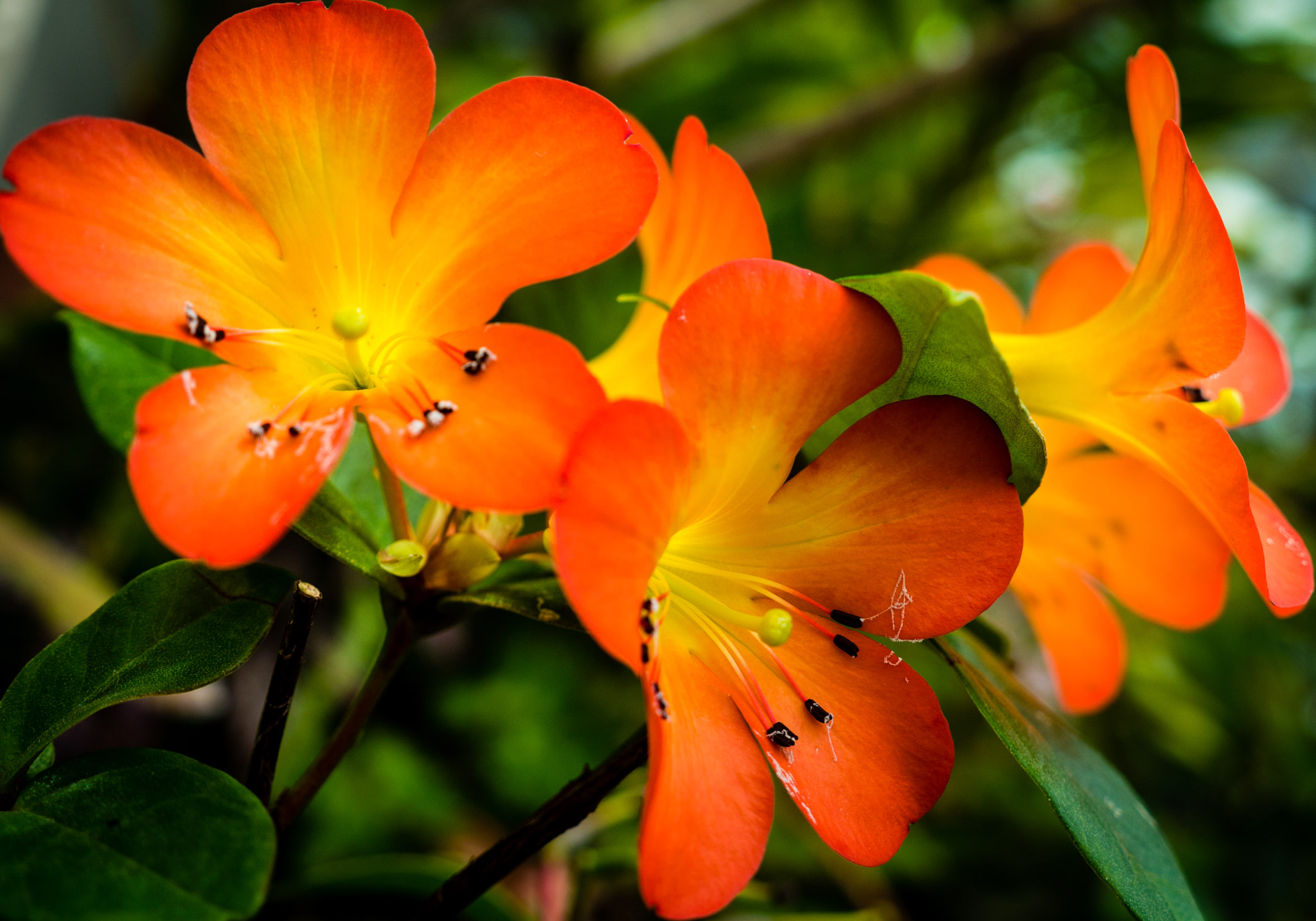 Panasonic Lumix G X Vario 12-35mm F2.8 ASPH Power OIS sample photo. Singapore photography