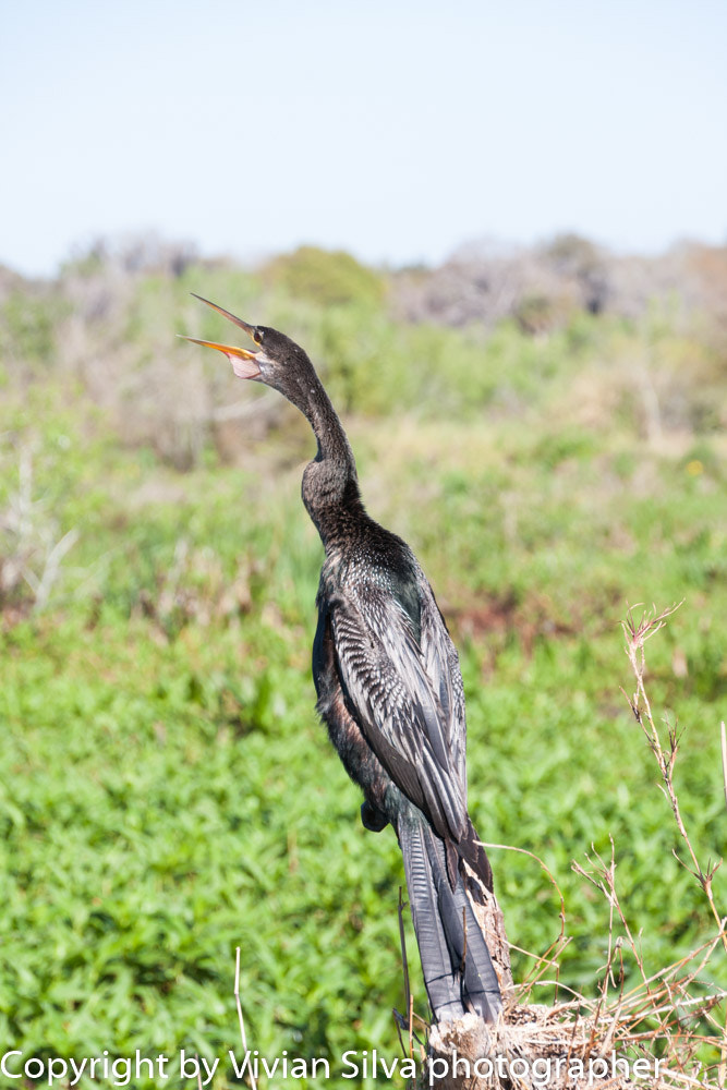 Canon EOS 40D sample photo. Ahninga bird photography