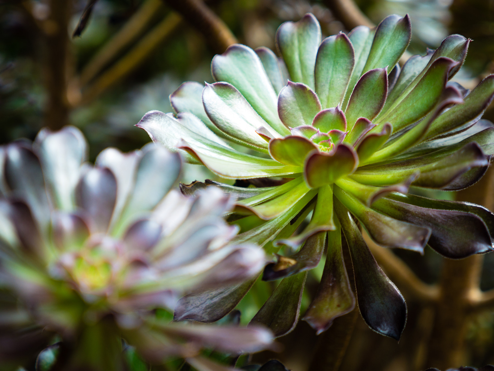 Panasonic Lumix G X Vario 12-35mm F2.8 ASPH Power OIS sample photo. Singapore photography