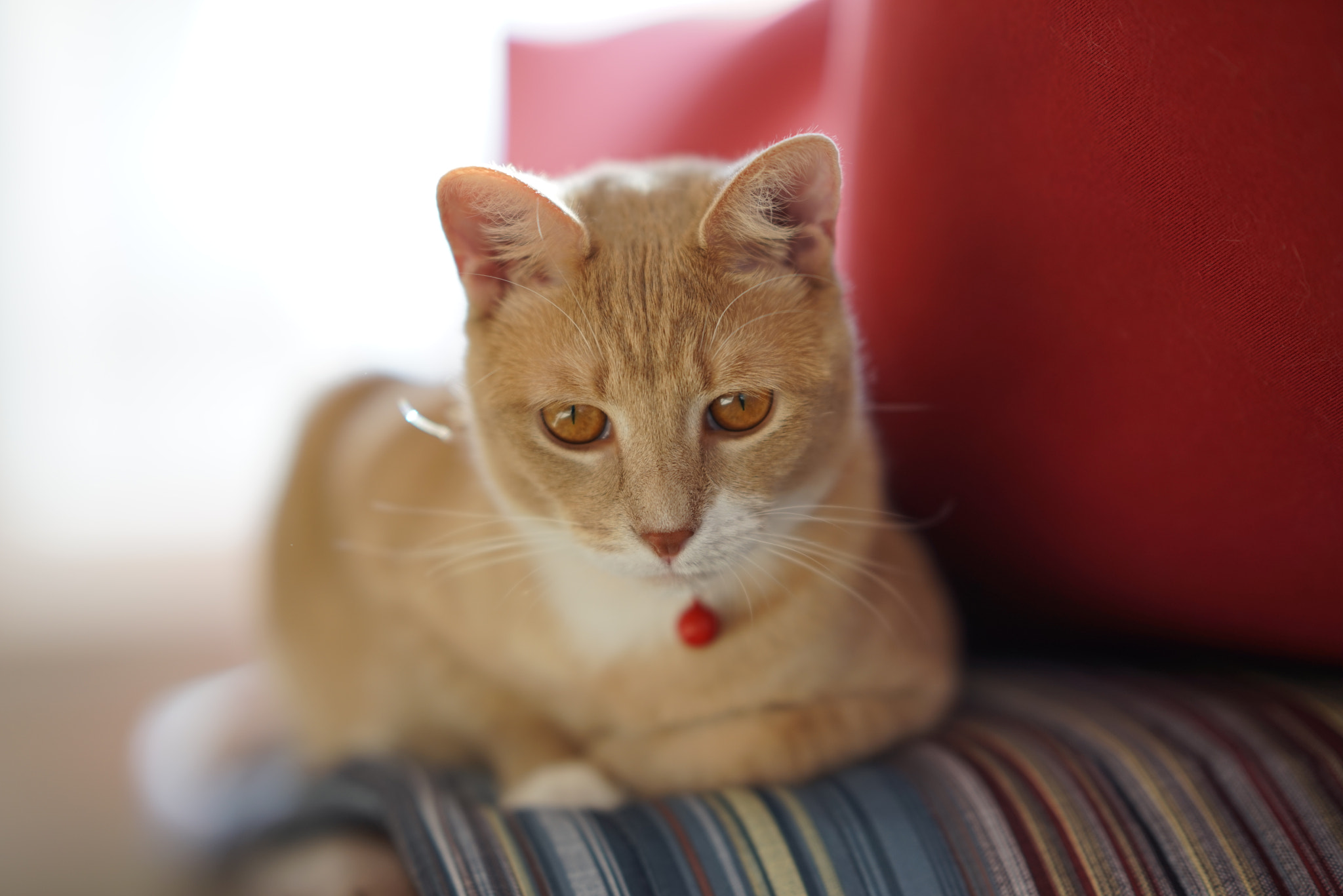 Sony FE 85mm F1.4 GM sample photo. Portrait of mr.cat 2 photography