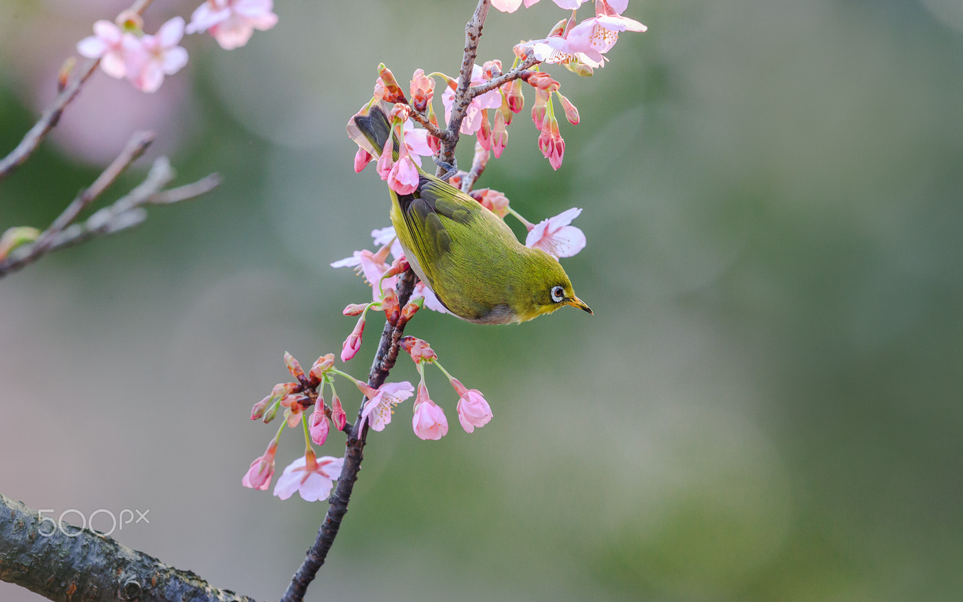 Canon EOS-1D X Mark II sample photo. White-eye bird and cherry blossom photography