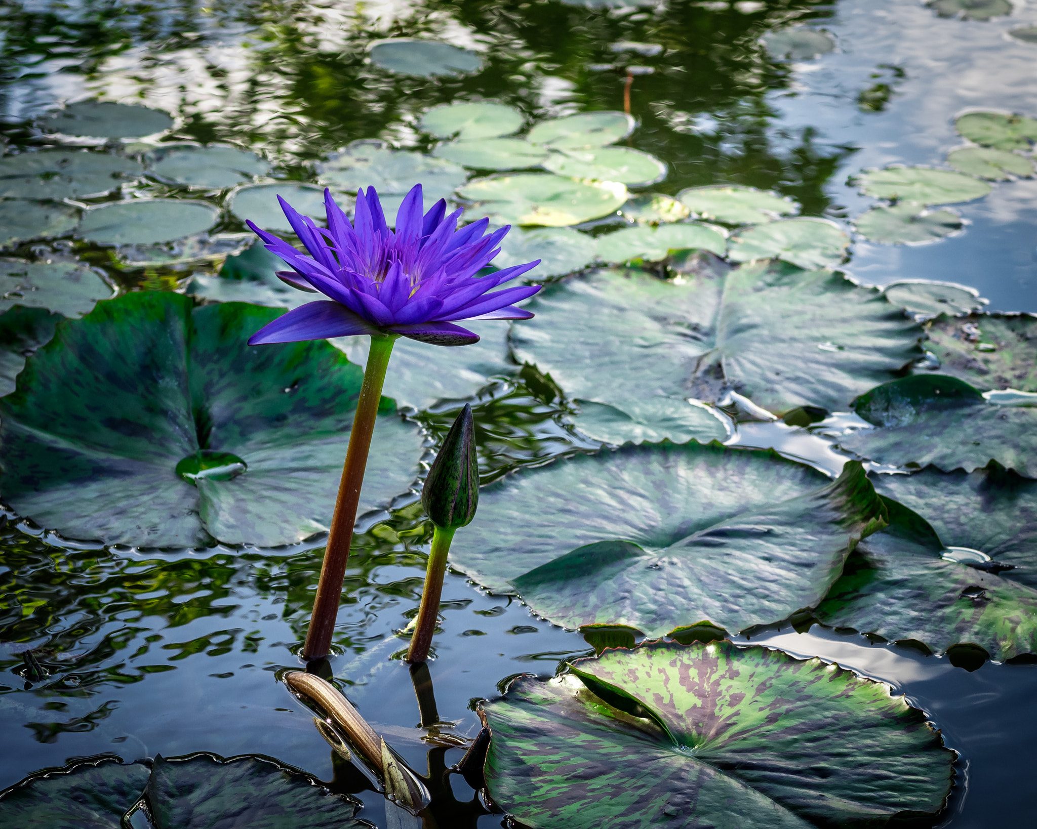 Olympus OM-D E-M1 + OLYMPUS 50mm Lens sample photo. Water lily (nymphaea sp.) photography