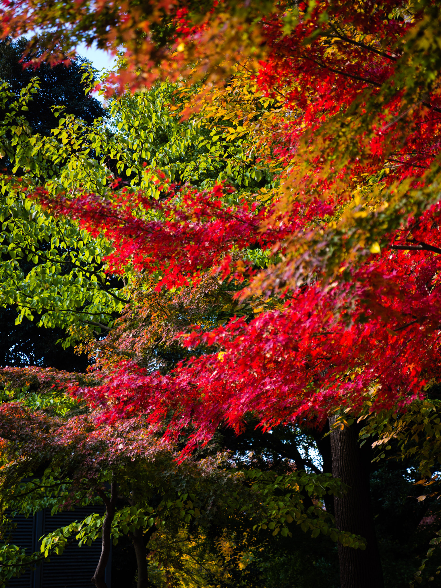 Panasonic Lumix G X Vario 12-35mm F2.8 ASPH Power OIS sample photo. Tokyo photography