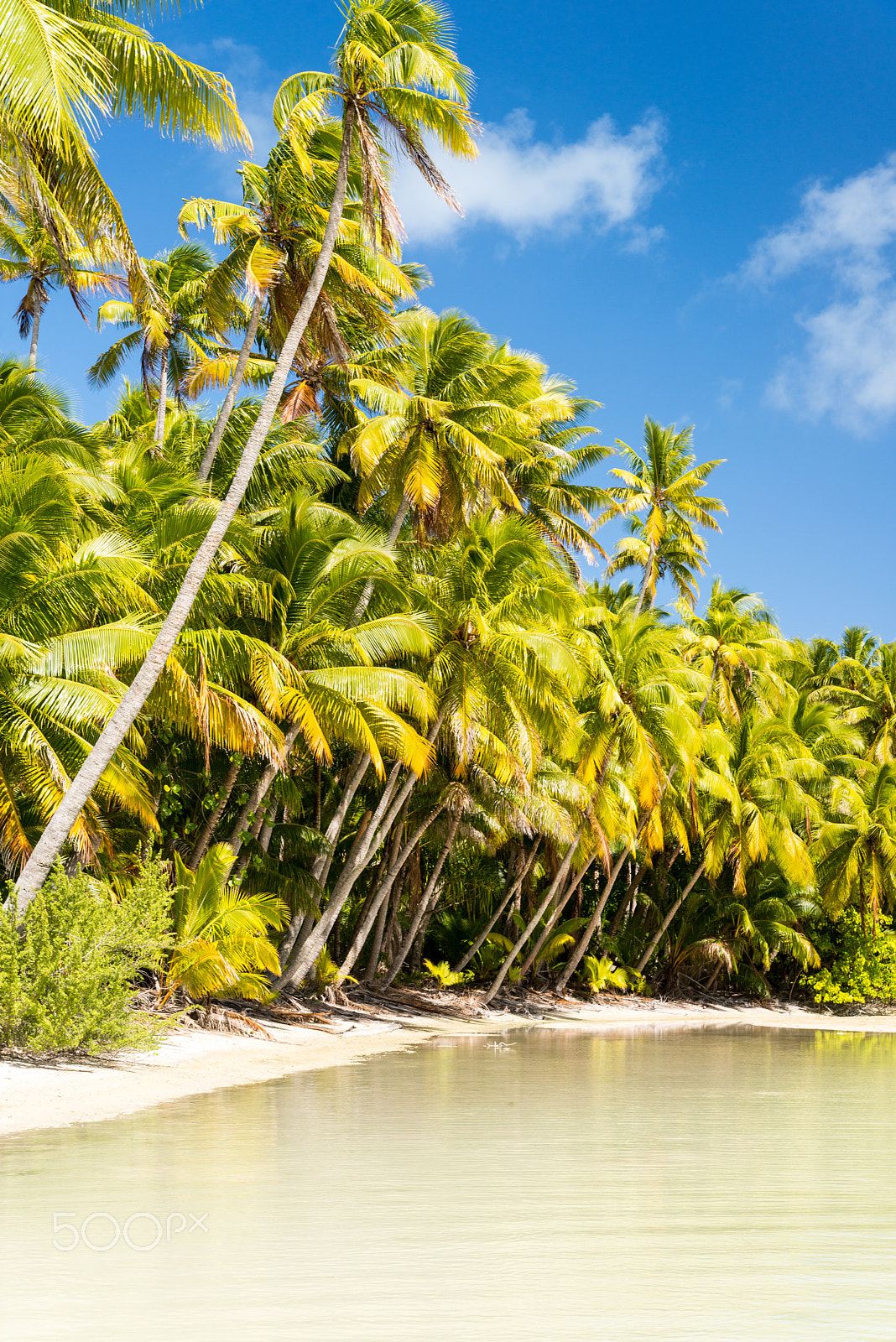 Nikon D800 sample photo. Tetiaroa palm trees photography