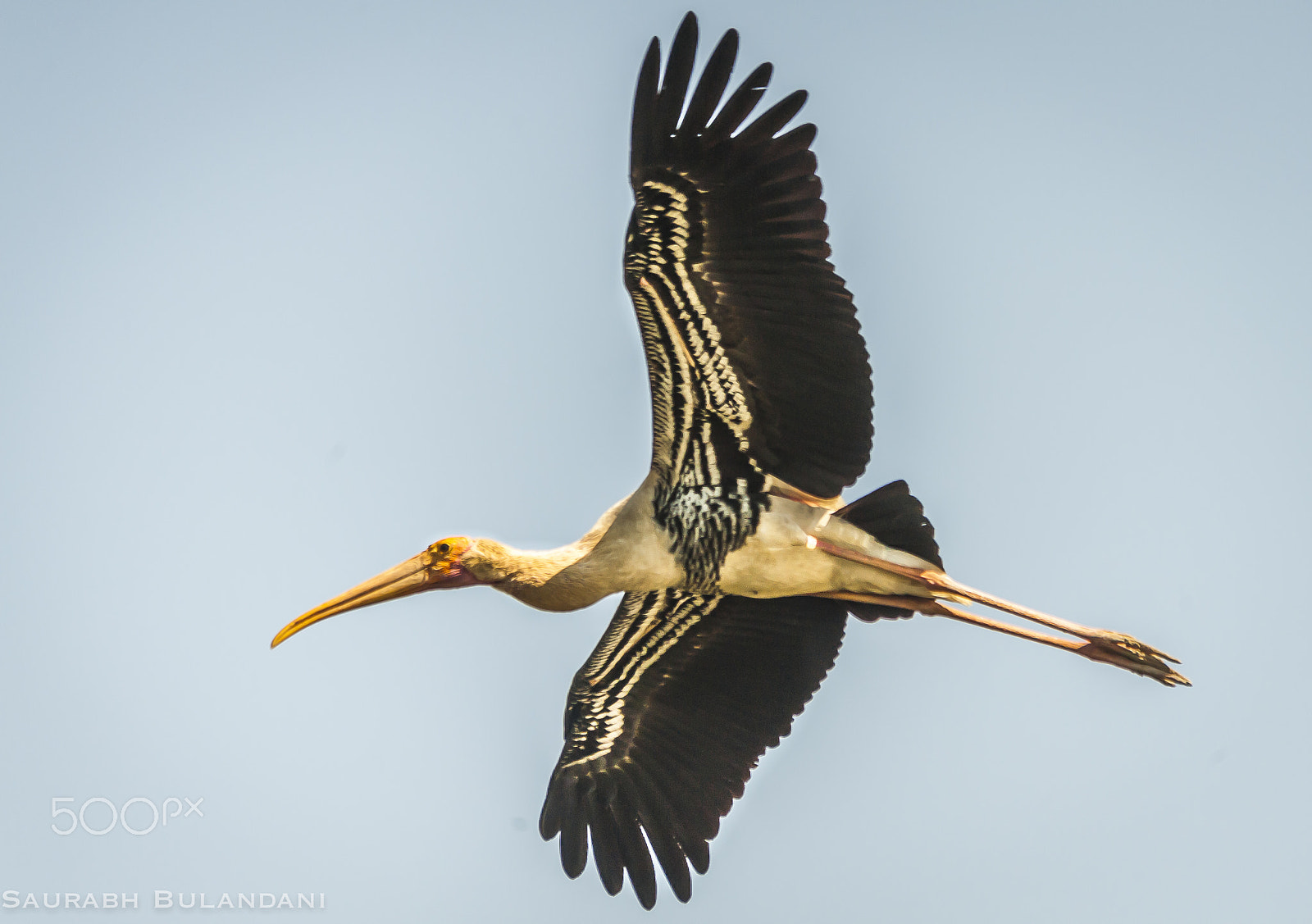 Nikon D700 + Sigma 150-500mm F5-6.3 DG OS HSM sample photo. A flying storke.. photography