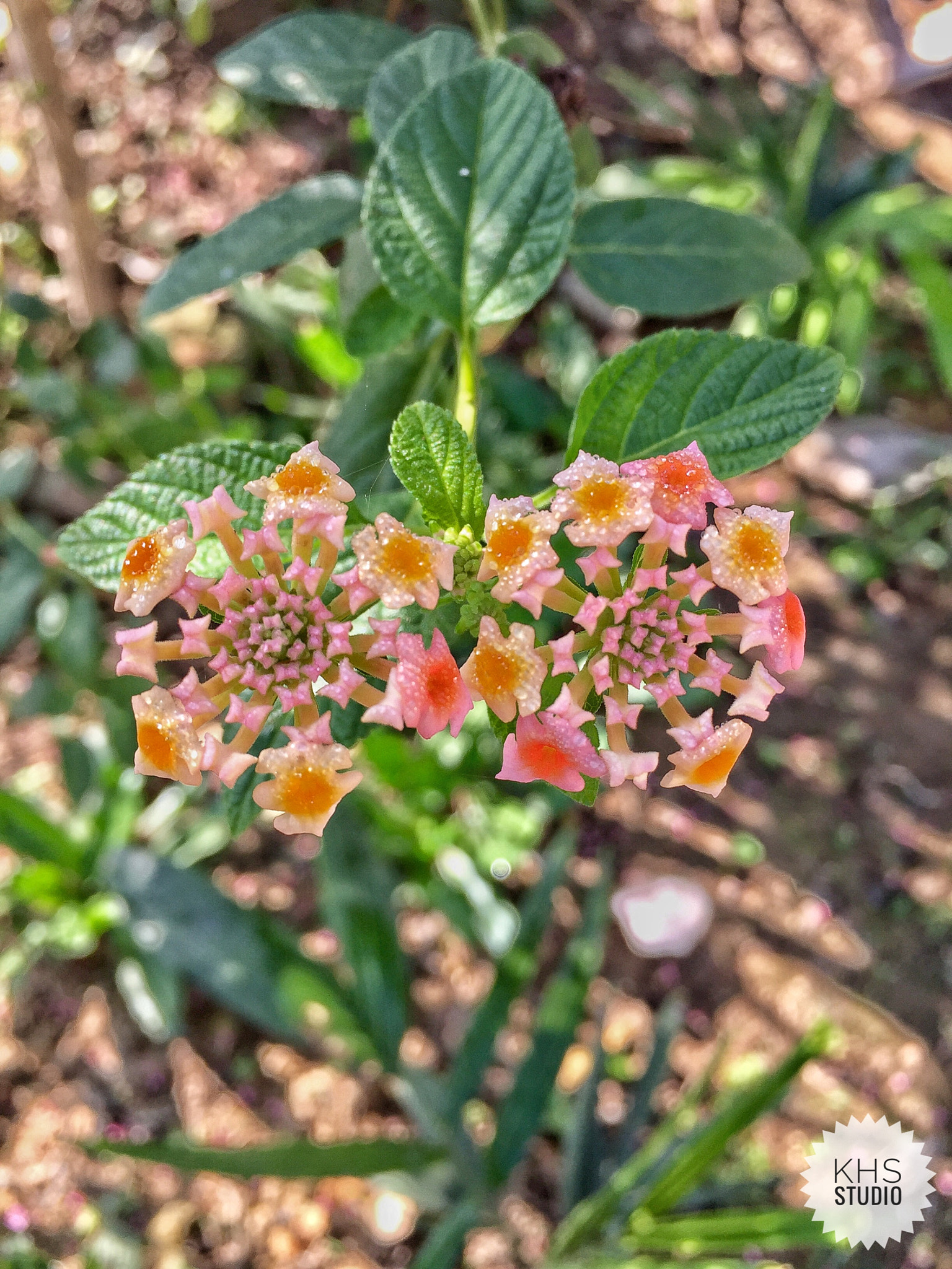 Apple iPhone7,1 sample photo. Couple  photography