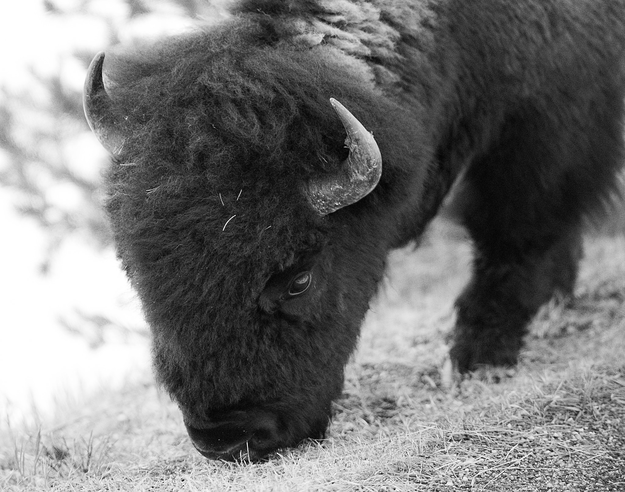 Canon EOS-1D X Mark II sample photo. Bison head in b/w photography