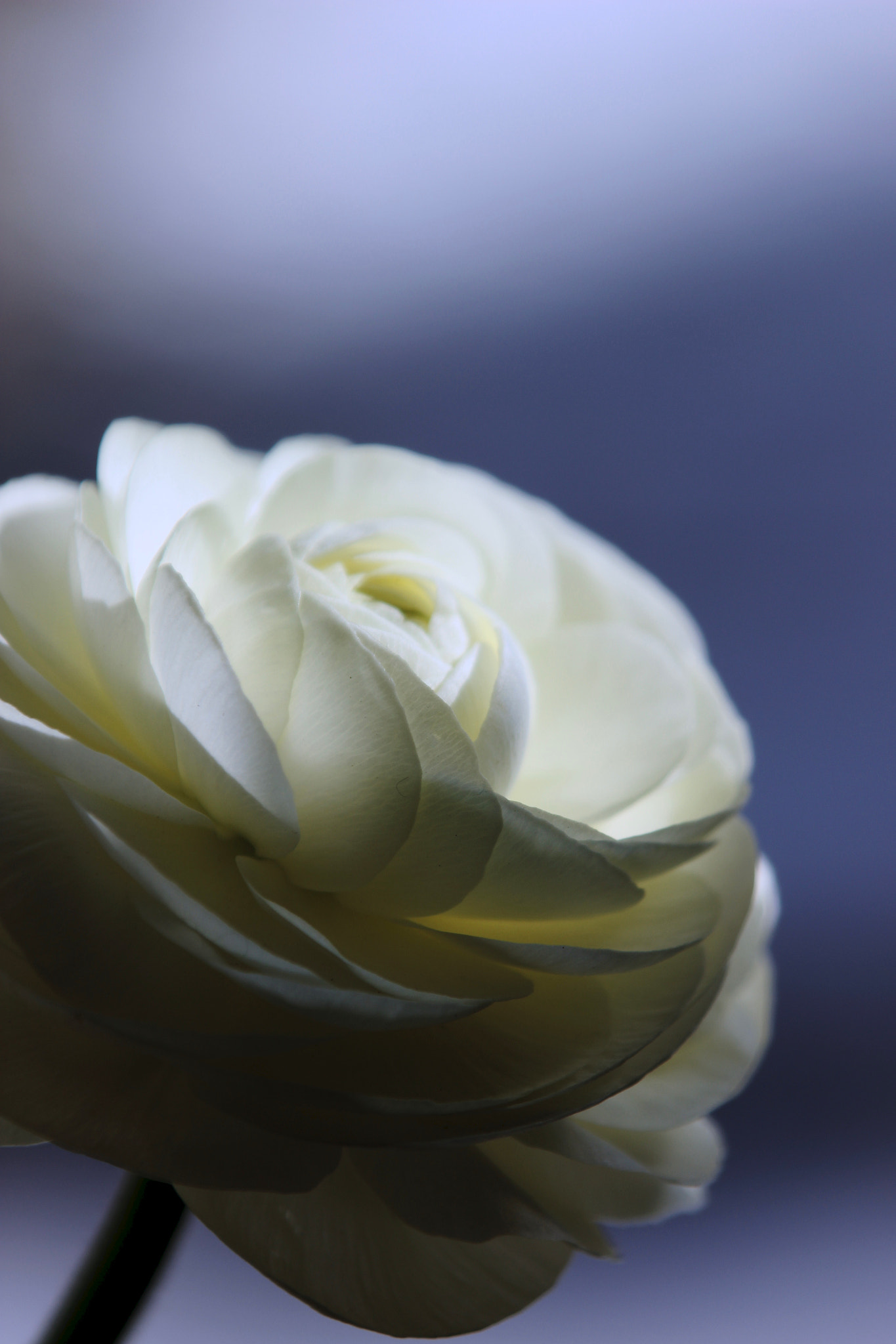 Canon EOS 600D (Rebel EOS T3i / EOS Kiss X5) sample photo. White ranunculus photography