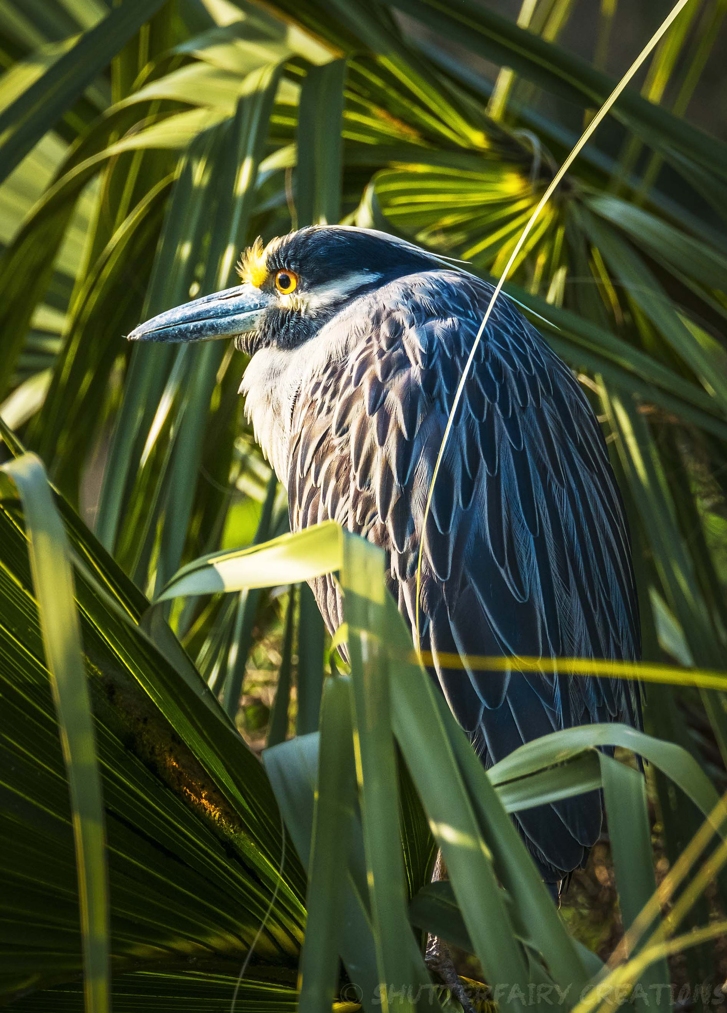XF100-400mmF4.5-5.6 R LM OIS WR + 1.4x sample photo. Yellow capped night heron in st. augustine photography