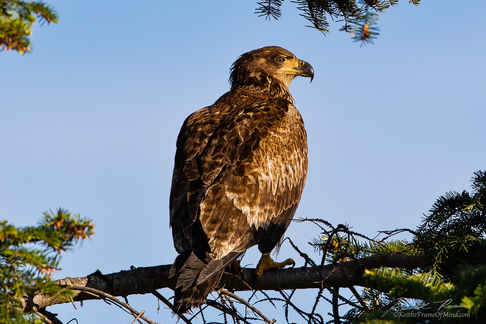 Canon EOS-1D X Mark II sample photo. 274. bald eagle juvenile photography