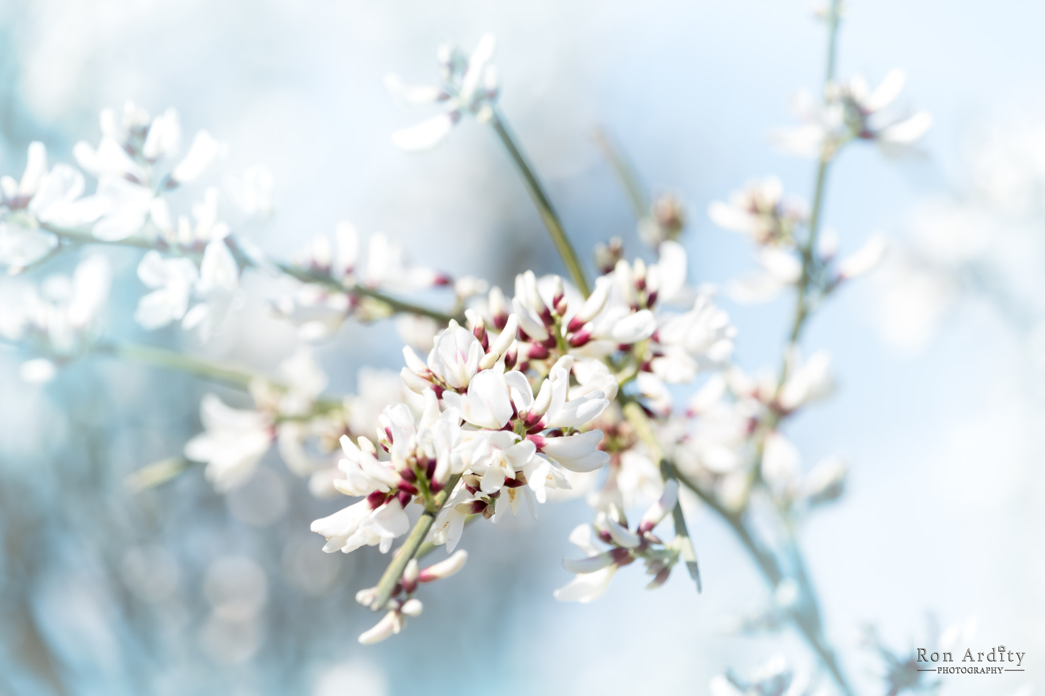Canon EF-S 55-250mm F4-5.6 IS STM sample photo. Retama photography