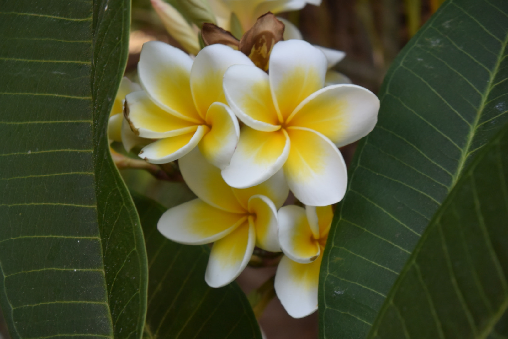 Nikon 1 J4 sample photo. Fragrant in acapulco photography