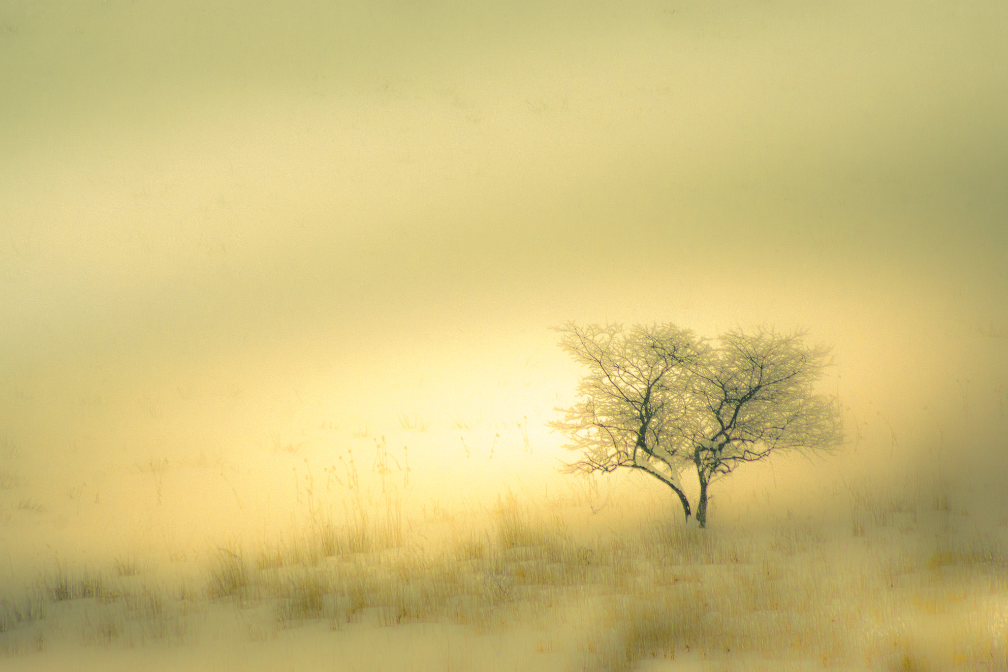 Sony DT 55-200mm F4-5.6 SAM sample photo. Oref photography
