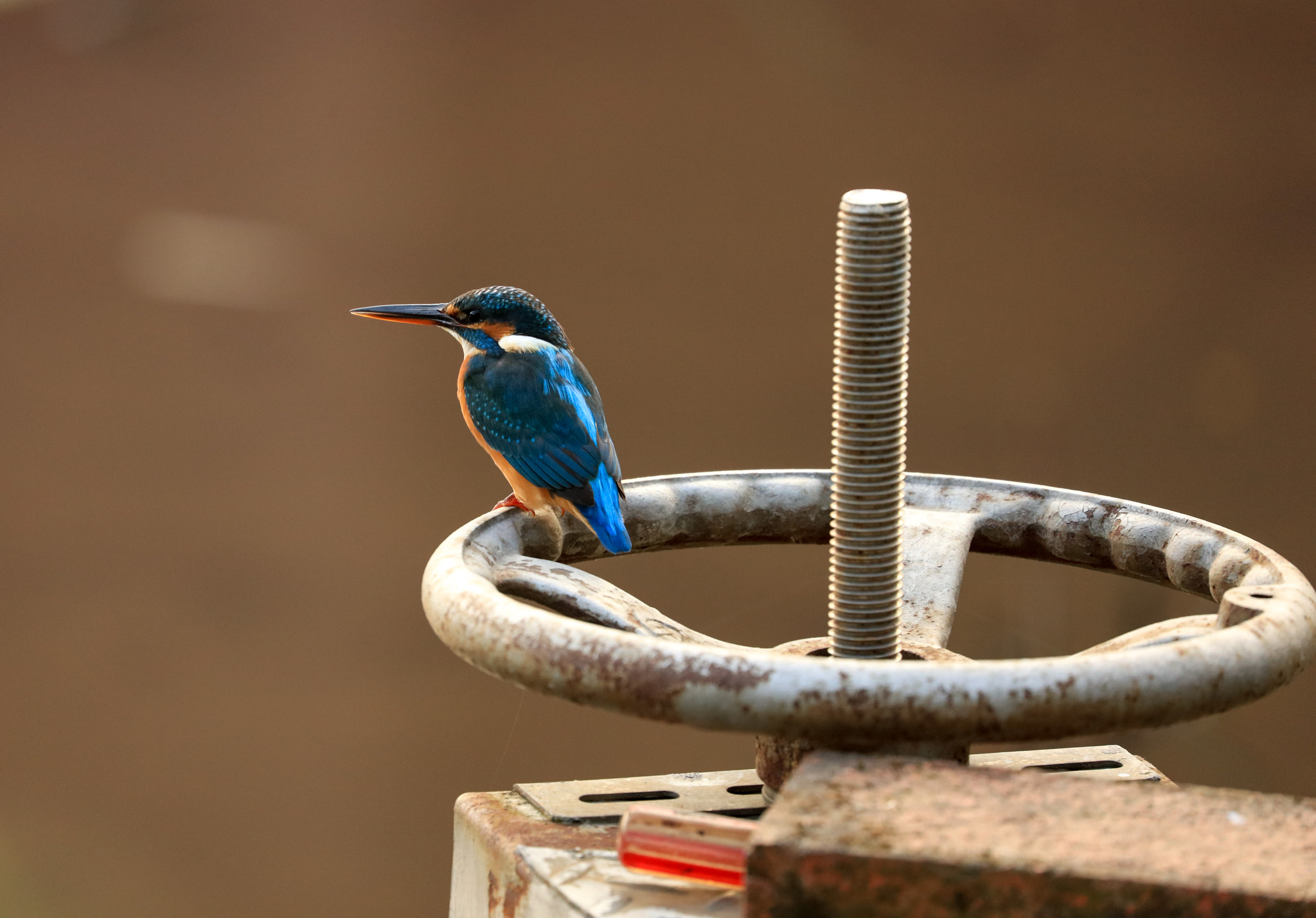 Canon EOS 5DS sample photo. Kingfisher photography