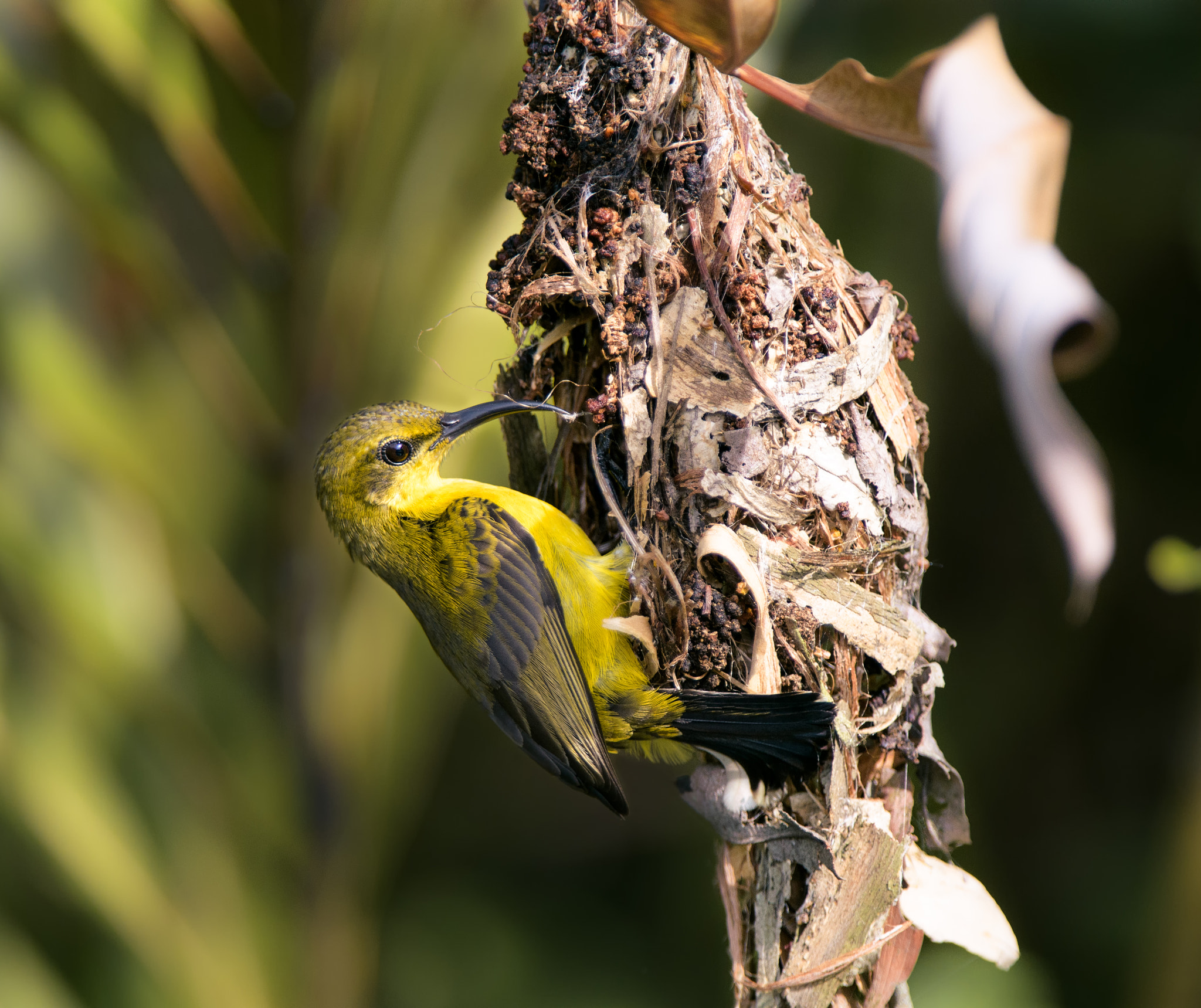 Nikon D500 sample photo. Olive backed sunbird nesting photography