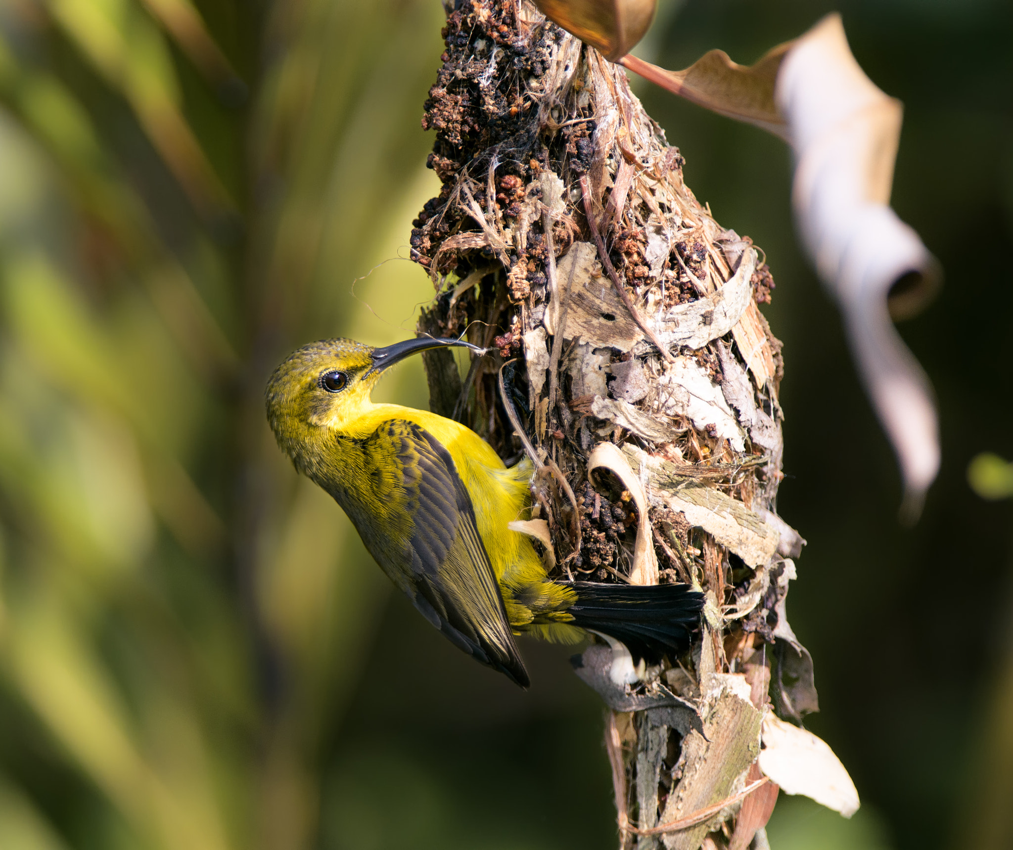 Nikon AF-S Nikkor 200-400mm F4G ED-IF VR sample photo. Olive backed sunbird nesting photography