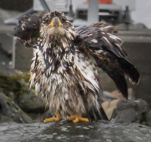 Canon EF 100-400mm F4.5-5.6L IS USM sample photo. Baby eagle photography