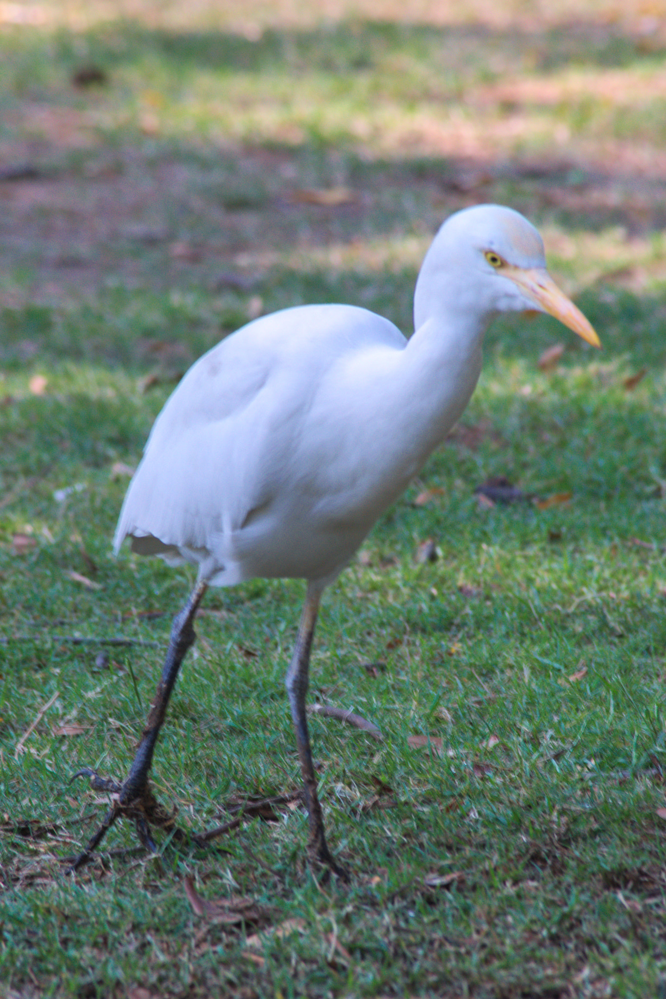 Nikon AF Nikkor 70-300mm F4-5.6G sample photo