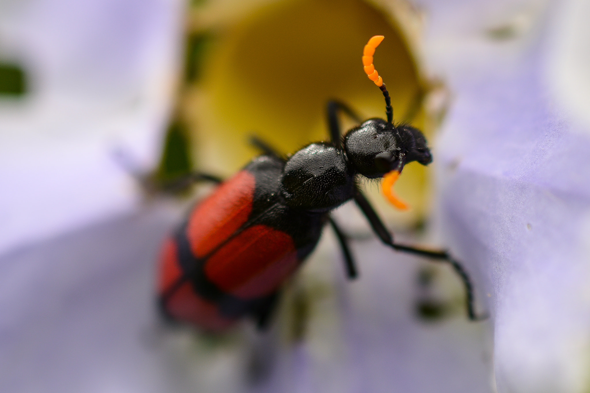 Nikon AF-S DX Micro Nikkor 40mm F2.8 sample photo. Red blister beetle photography