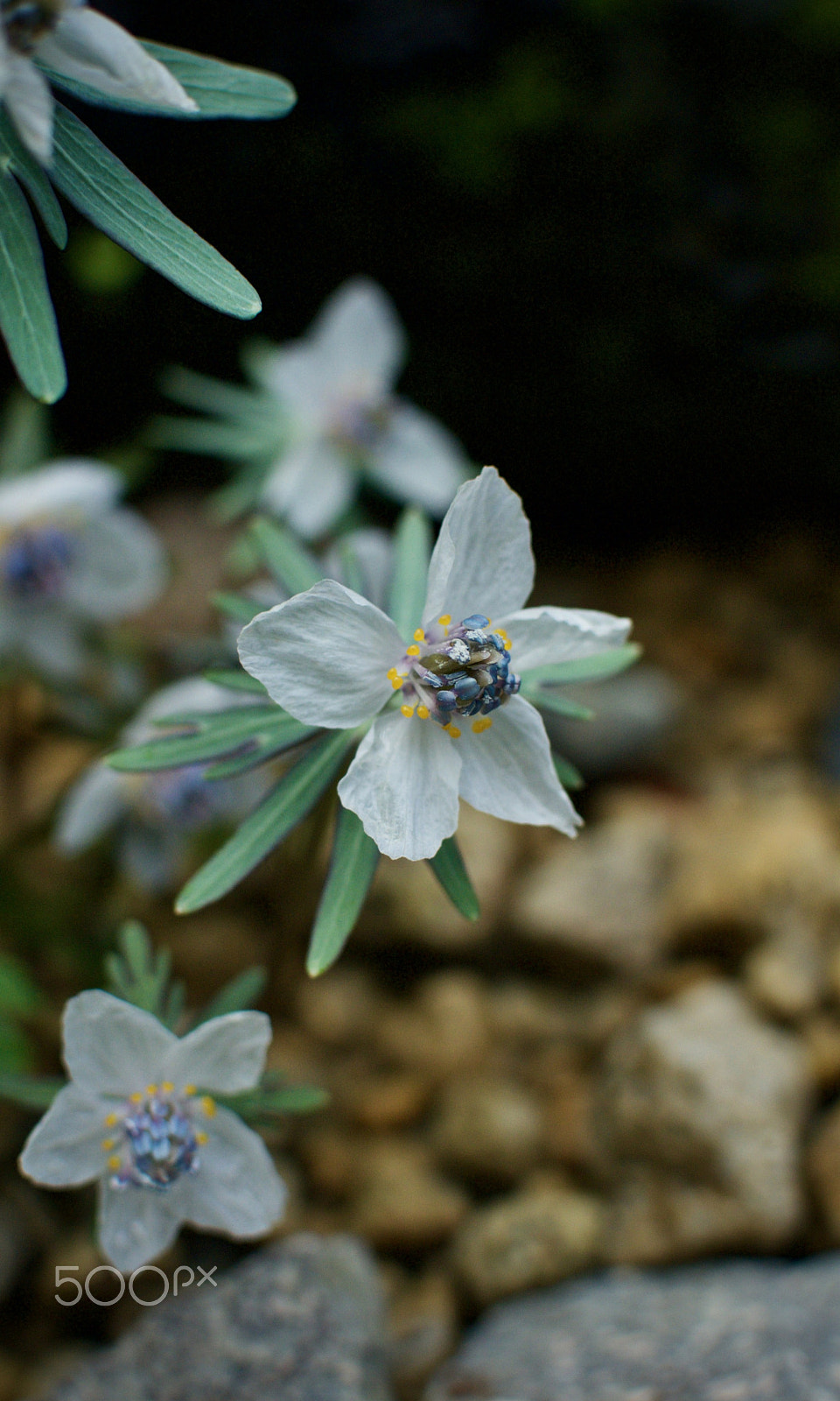 Nikon 1 J2 sample photo. Alpine wildflower photography