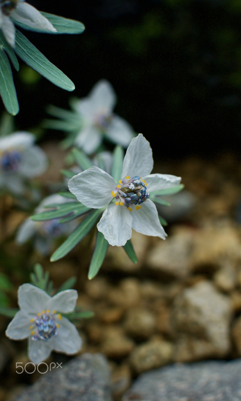 Nikon 1 Nikkor 18.5mm F1.8 sample photo. Alpine wildflower photography