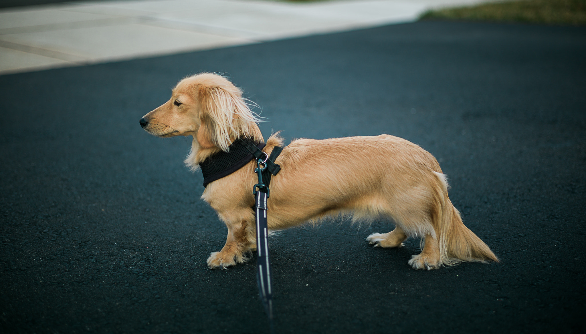 Leica M9 + Summicron-M 50mm f/2 (IV, V) sample photo. 1.jpg photography