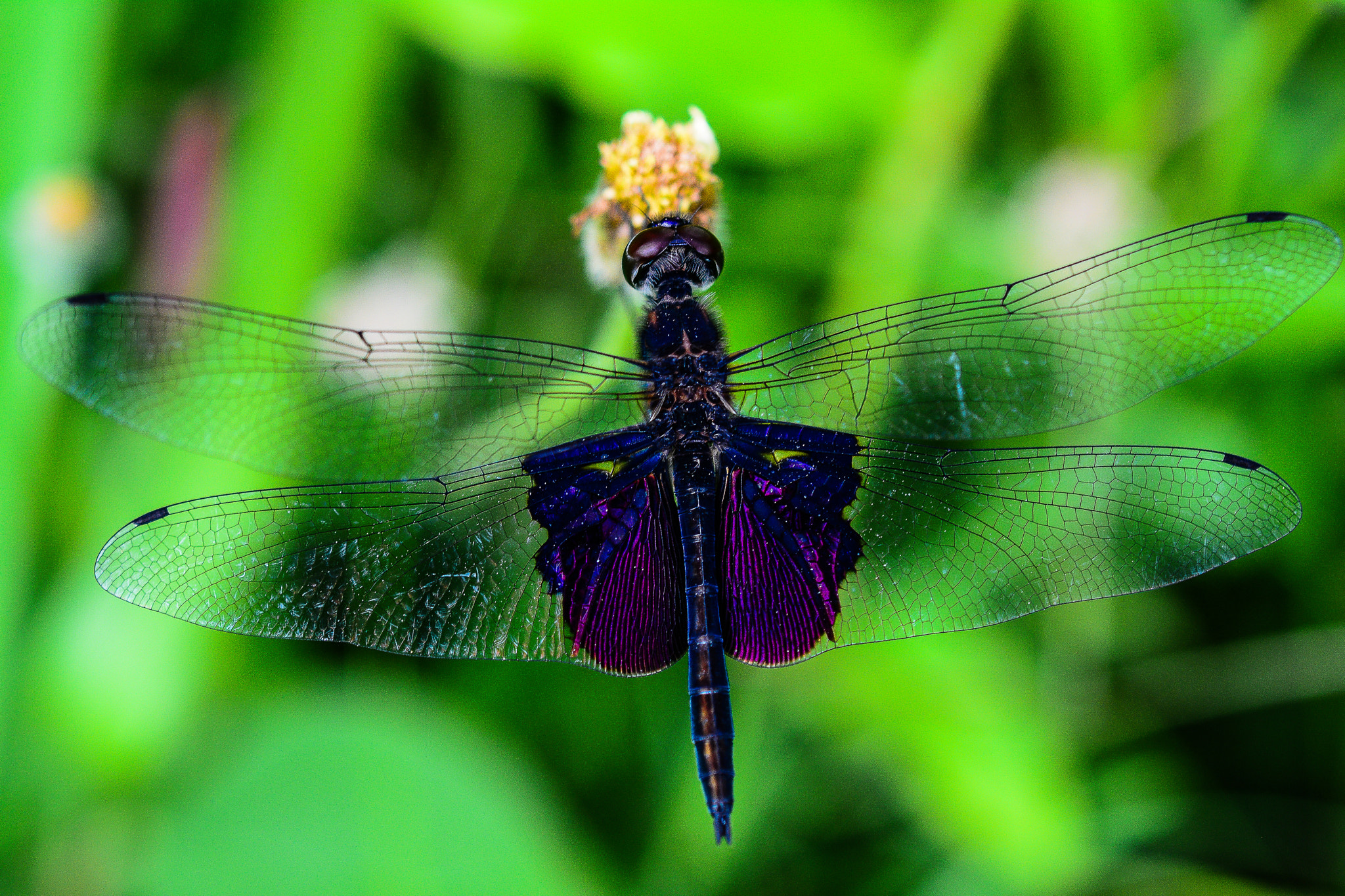 Nikon AF-S DX Micro Nikkor 40mm F2.8 sample photo. Black dragon photography