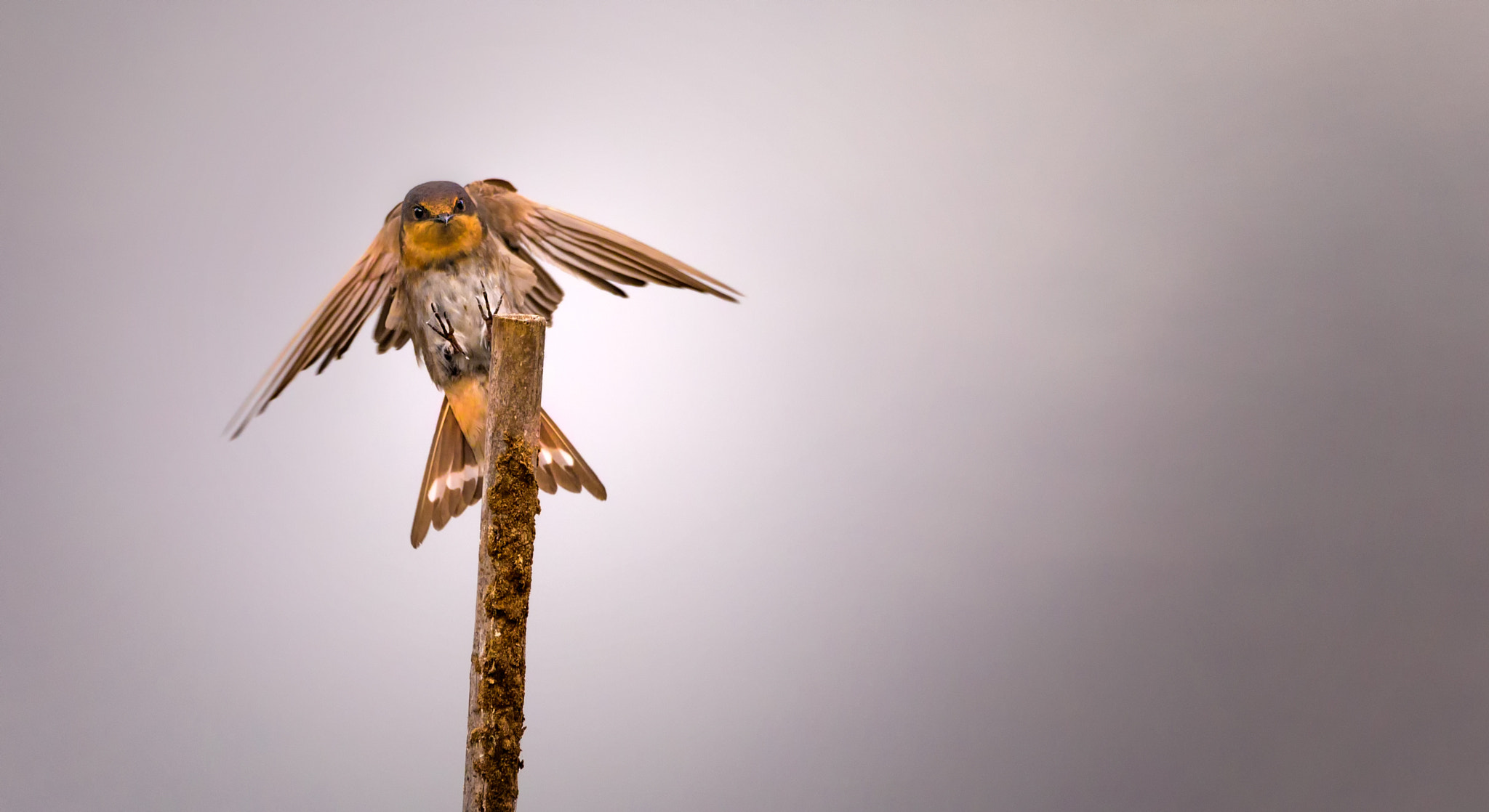 Canon EOS 6D sample photo. Swallow - the restless photography