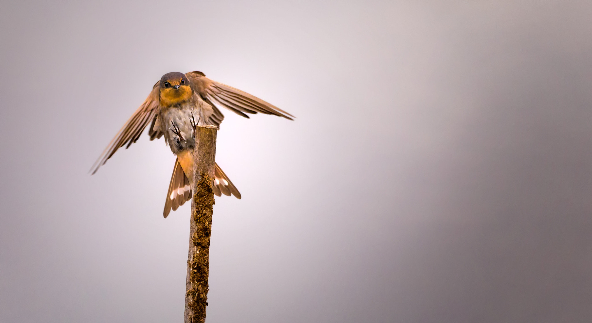 150-600mm F5-6.3 DG OS HSM | Contemporary 015 sample photo. Swallow - the restless photography