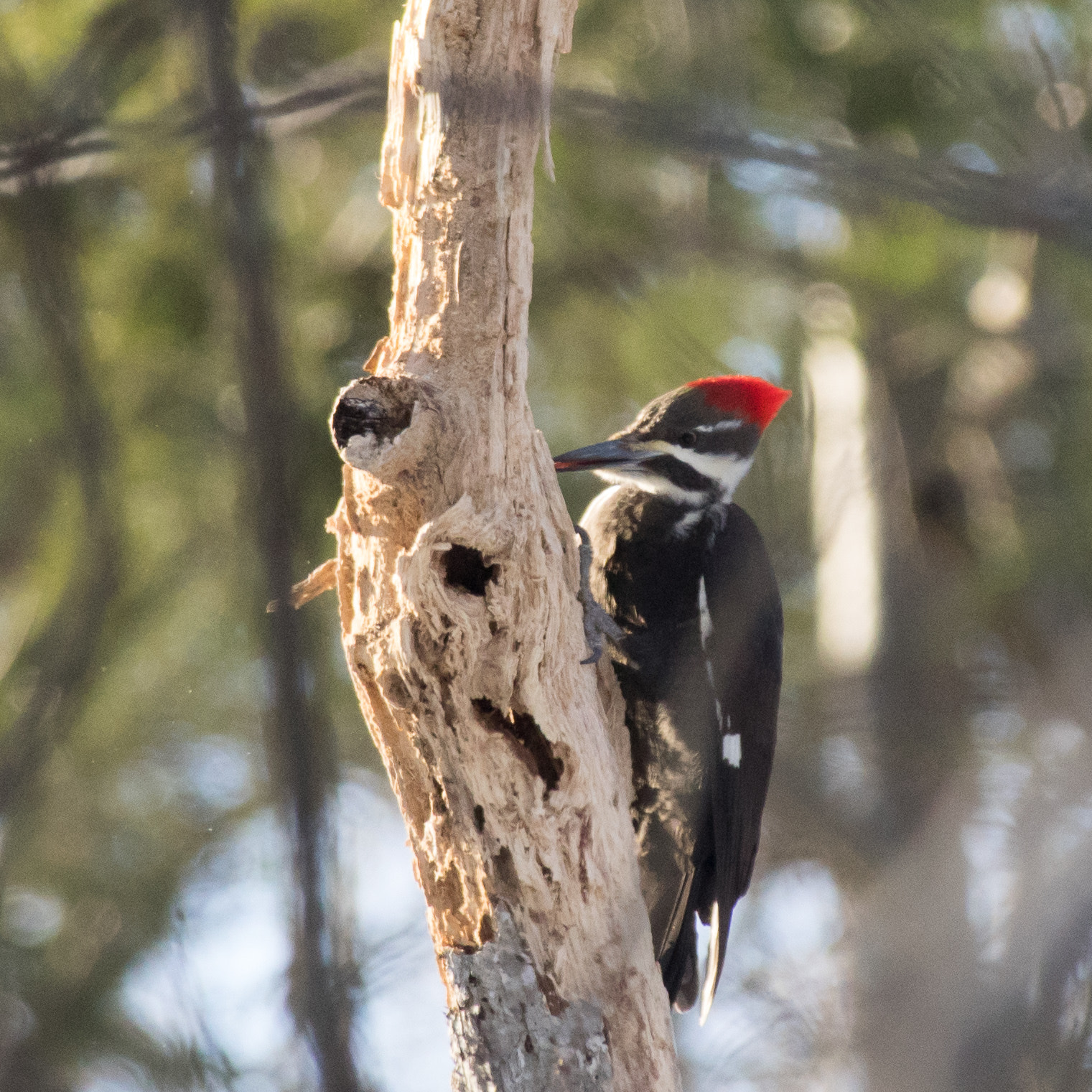 Pentax K-3 sample photo. Piliated woodpecker finding a snack photography