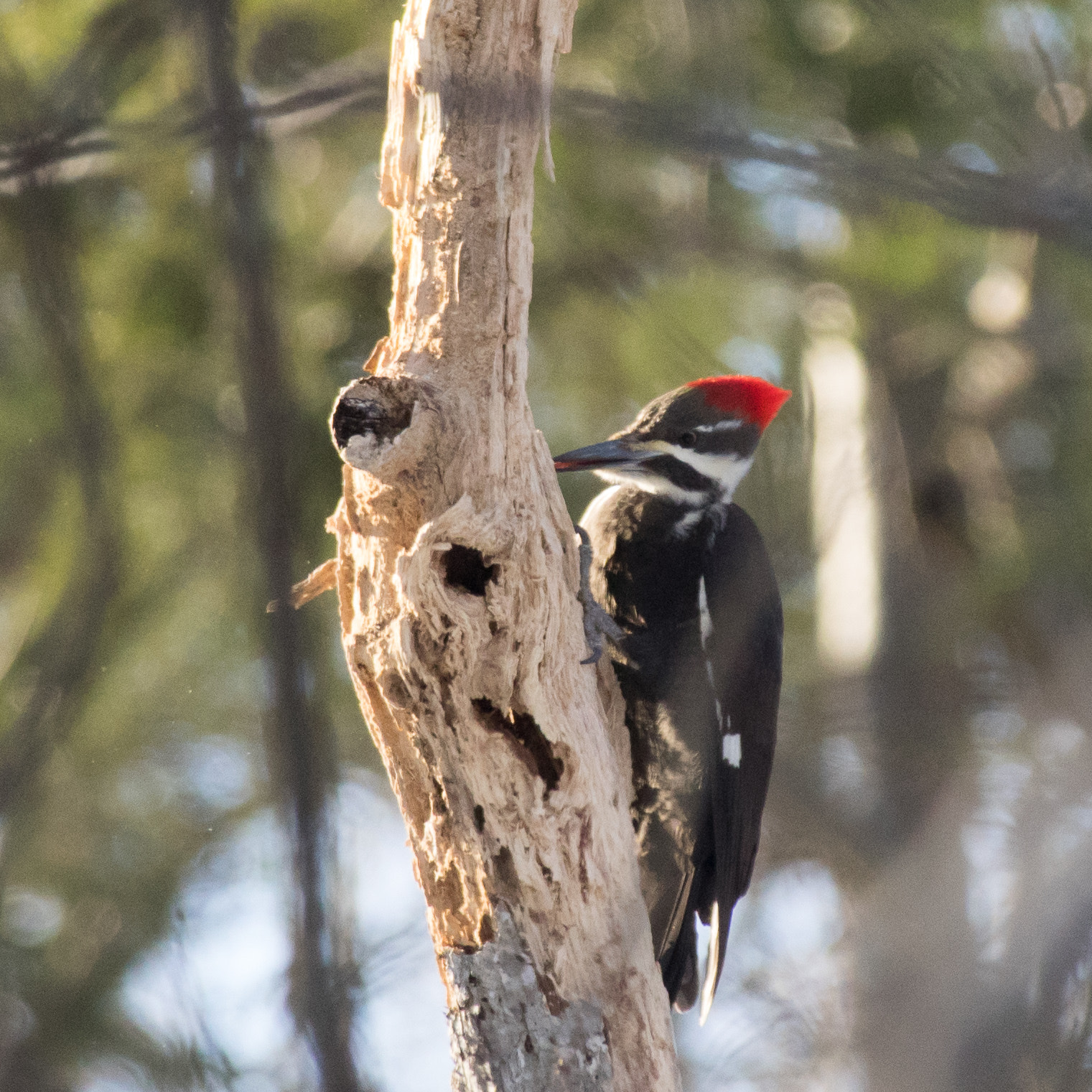 Pentax K-3 + Pentax smc DA* 300mm F4.0 ED (IF) SDM sample photo. Piliated woodpecker finding a snack photography