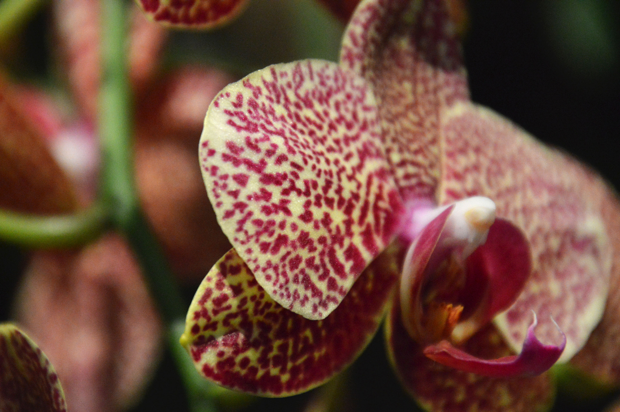 Nikon D3200 sample photo. Speckles photography