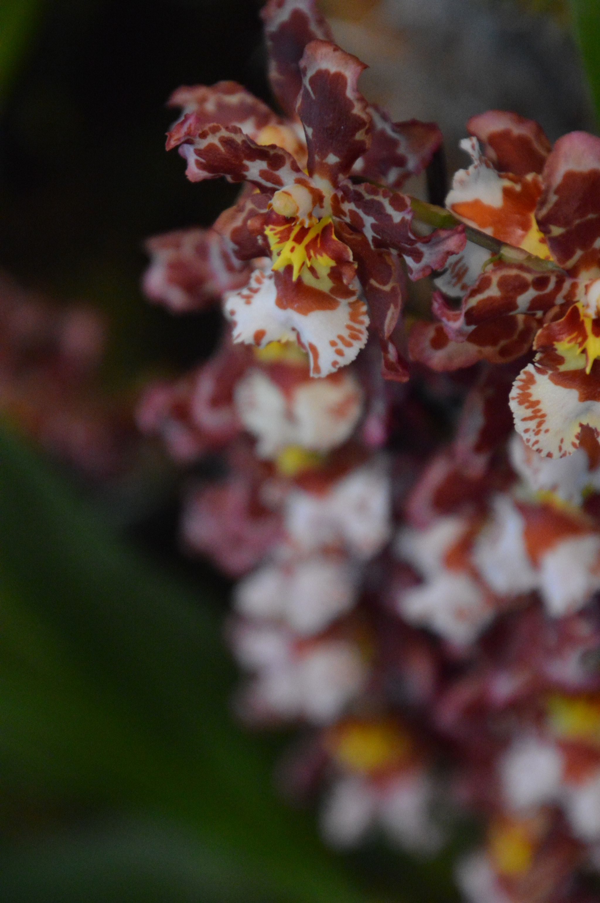 Nikon D3200 sample photo. Orchid row photography