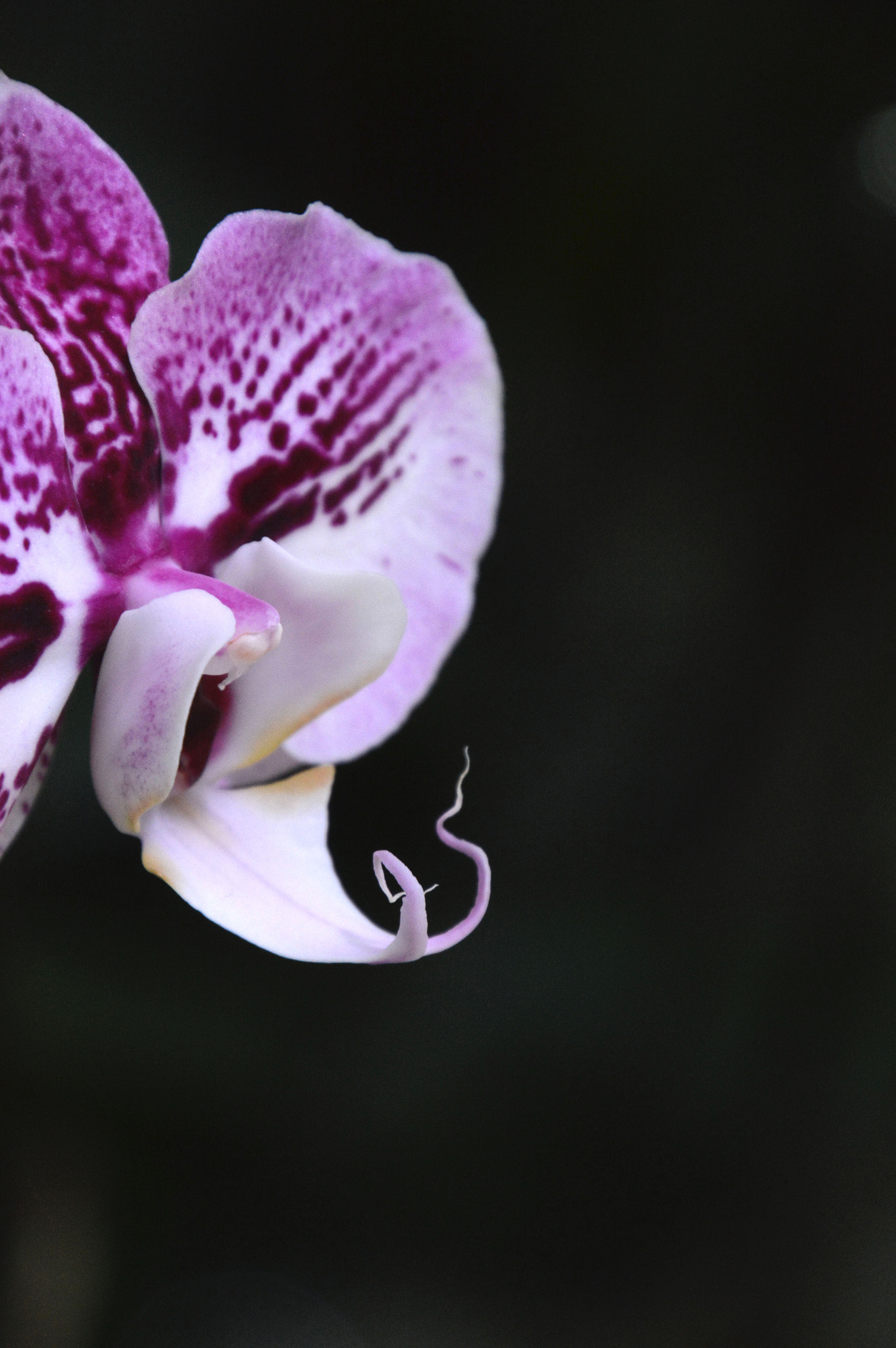 Nikon D3200 sample photo. Dragon photography